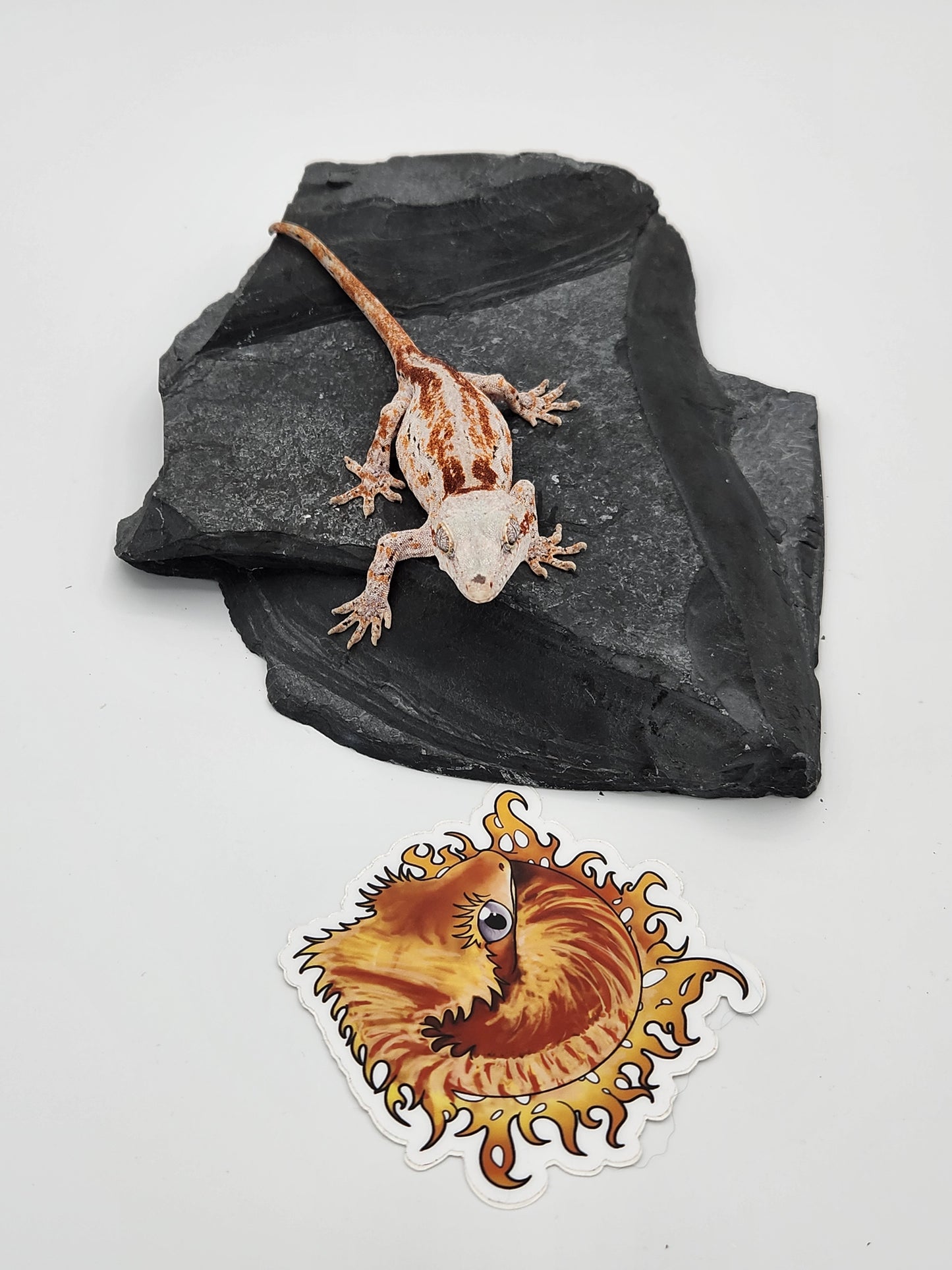 Gargoyle Gecko - Female DOB 11-16-22 (Cherry Red x SmFr)