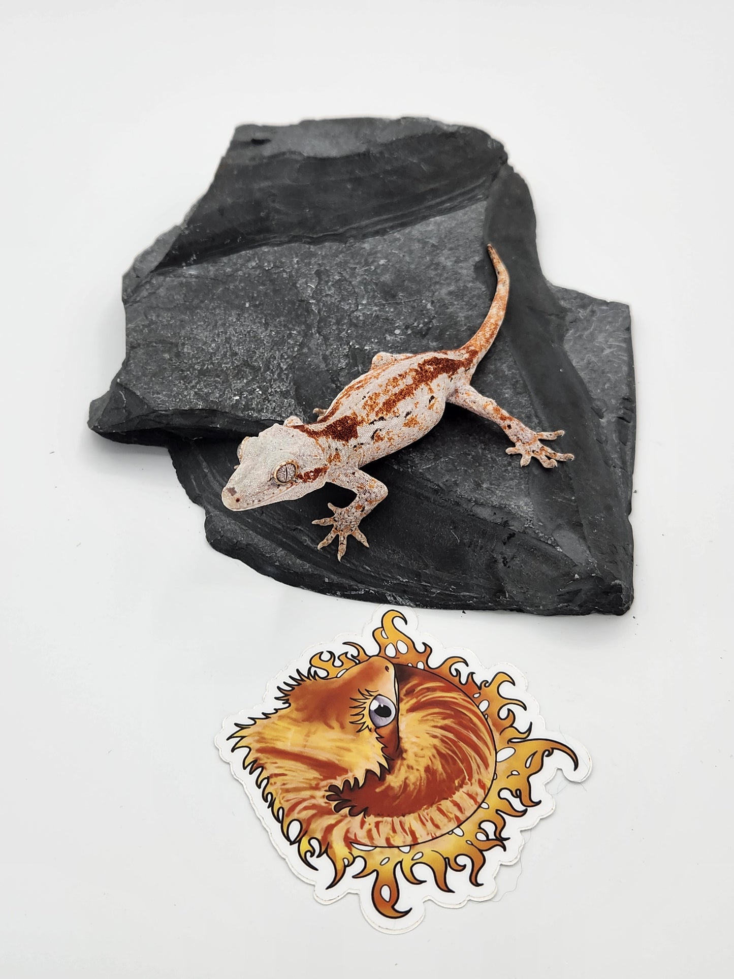 Gargoyle Gecko - Female DOB 11-16-22 (Cherry Red x SmFr)