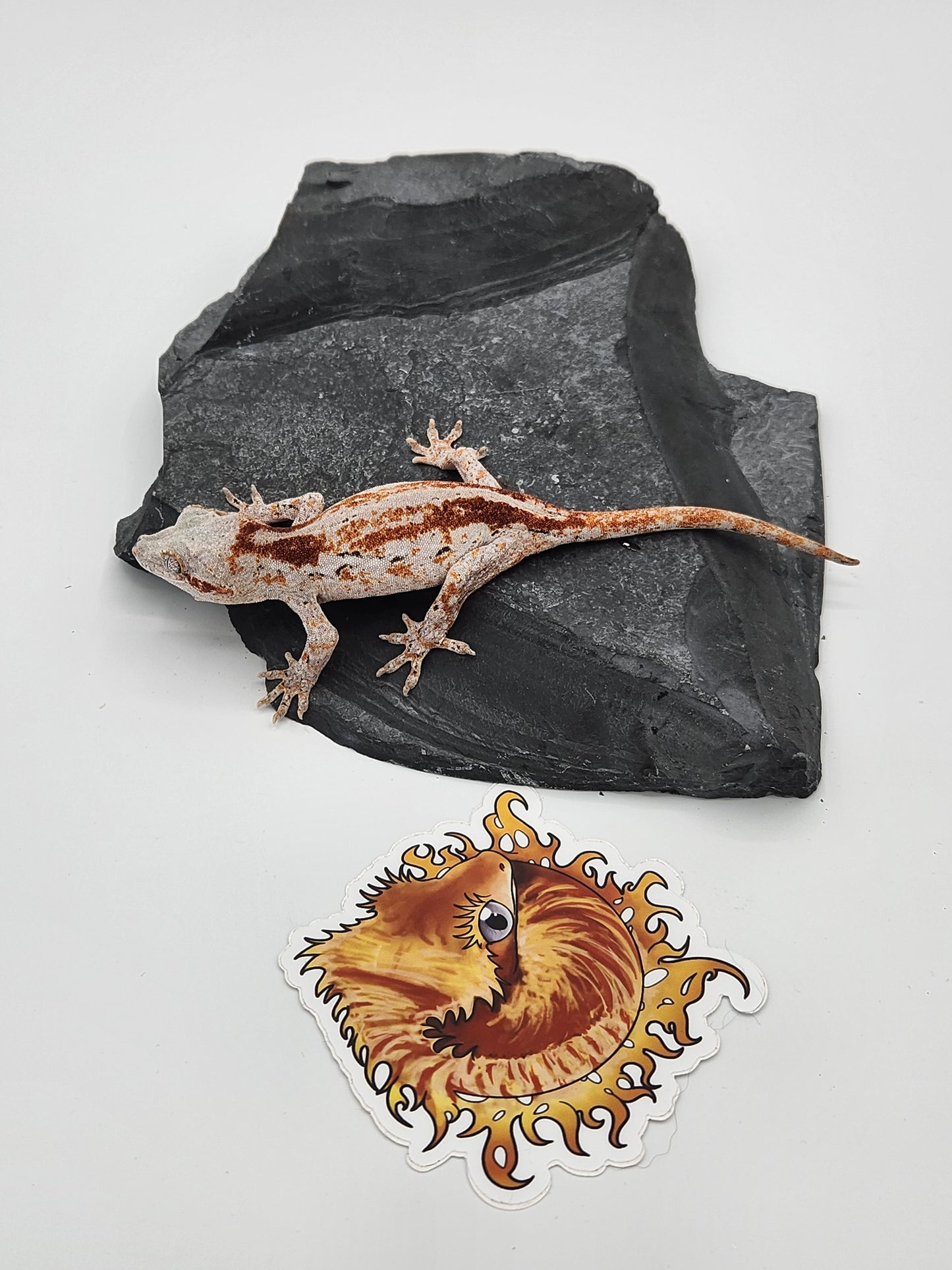 Gargoyle Gecko - Female DOB 11-16-22 (Cherry Red x SmFr)