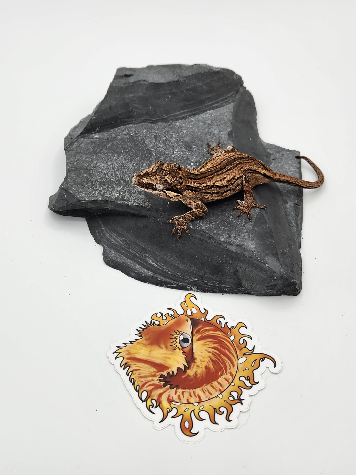 Gargoyle Gecko - Female DOB 10-27-22 (Kurt x Poke)