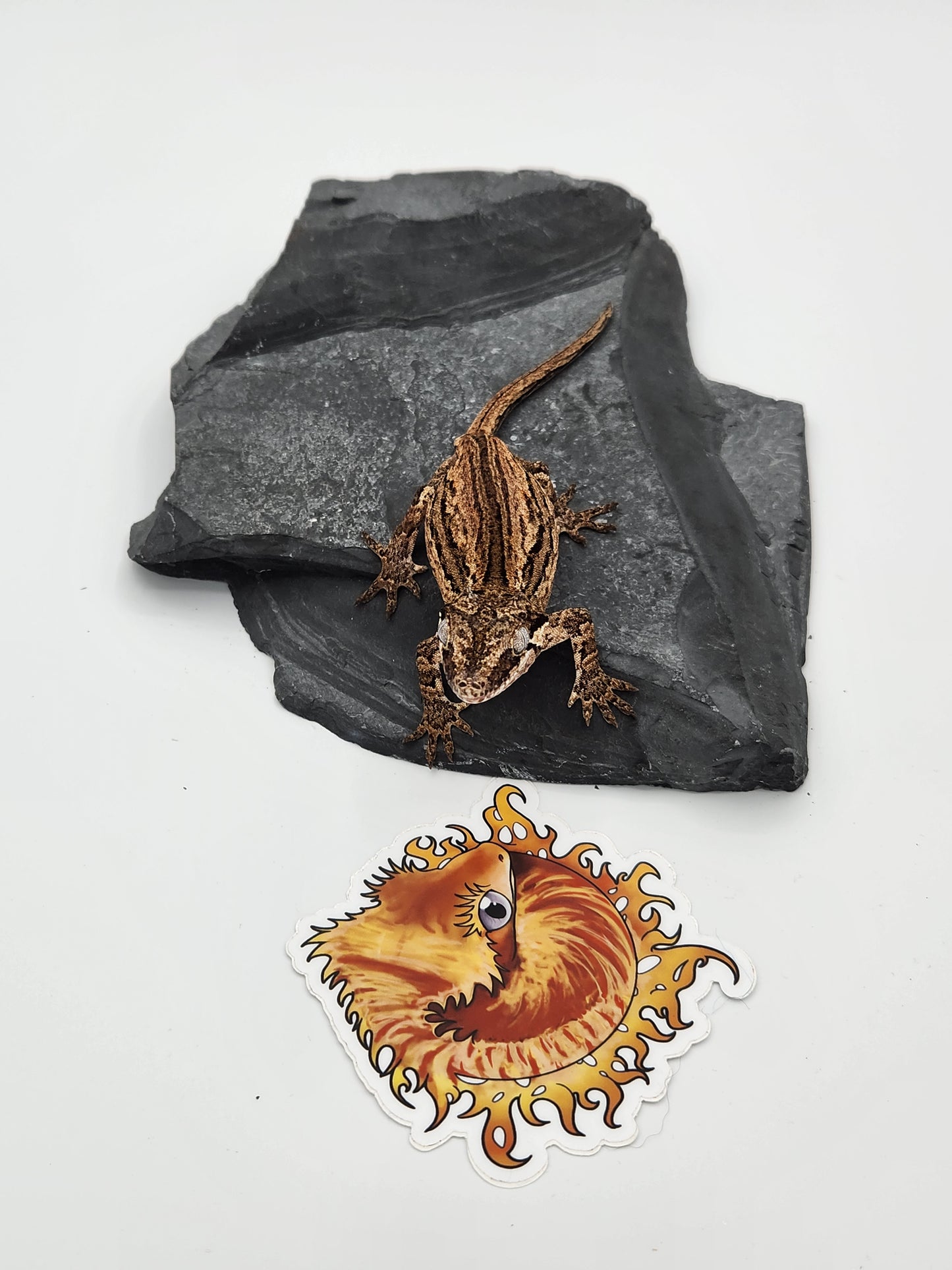 Gargoyle Gecko - Female DOB 10-27-22 (Kurt x Poke)