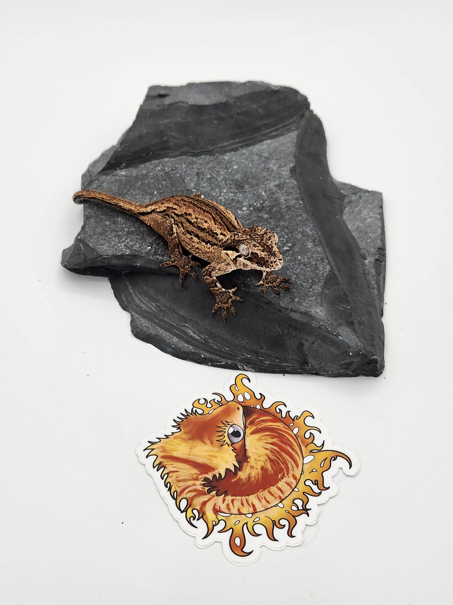 Gargoyle Gecko - Female DOB 10-27-22 (Kurt x Poke)