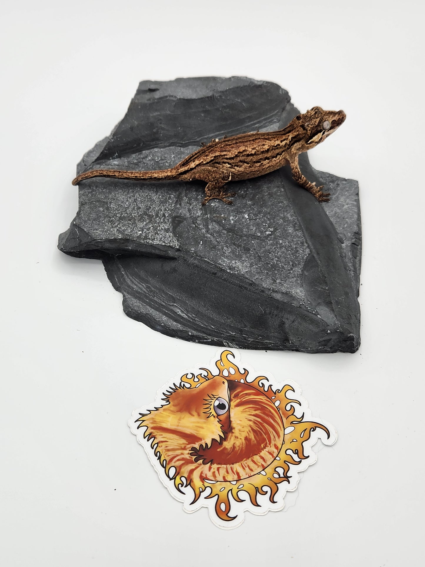 Gargoyle Gecko - Female DOB 10-27-22 (Kurt x Poke)