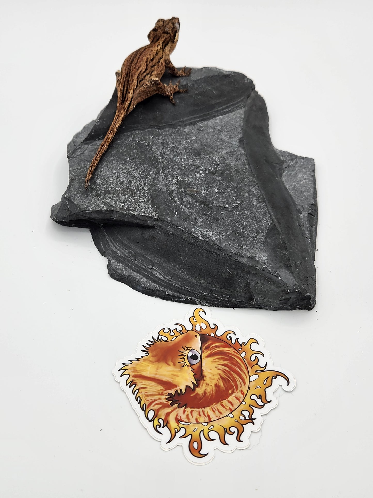 Gargoyle Gecko - Female DOB 10-27-22 (Kurt x Poke)