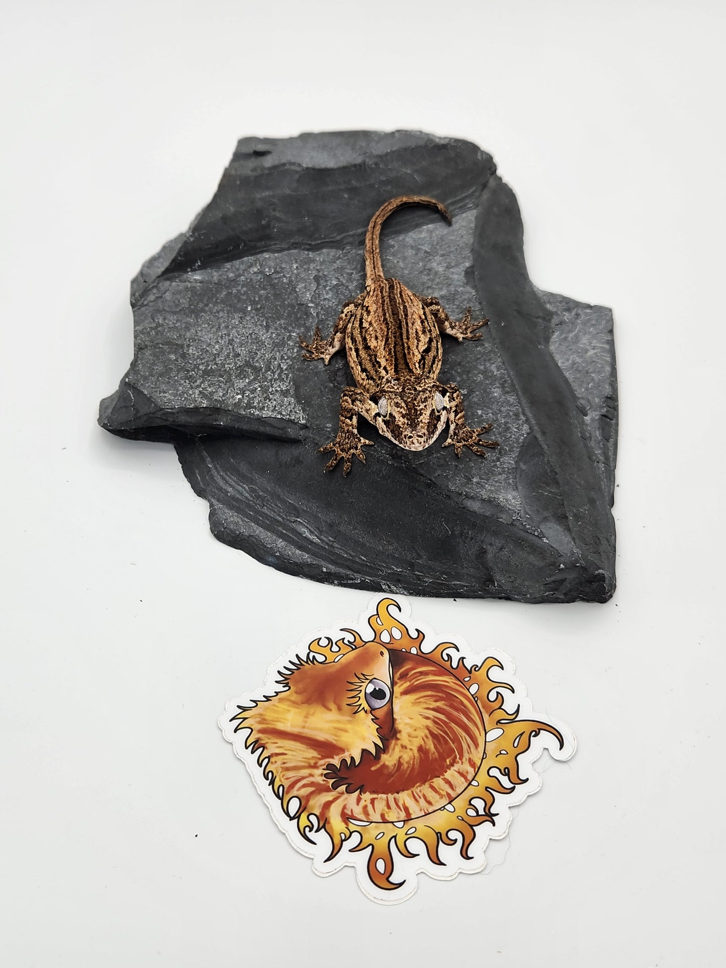 Gargoyle Gecko - Female DOB 10-27-22 (Kurt x Poke)