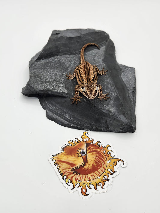 Gargoyle Gecko - Female DOB 10-27-22 (Kurt x Poke)