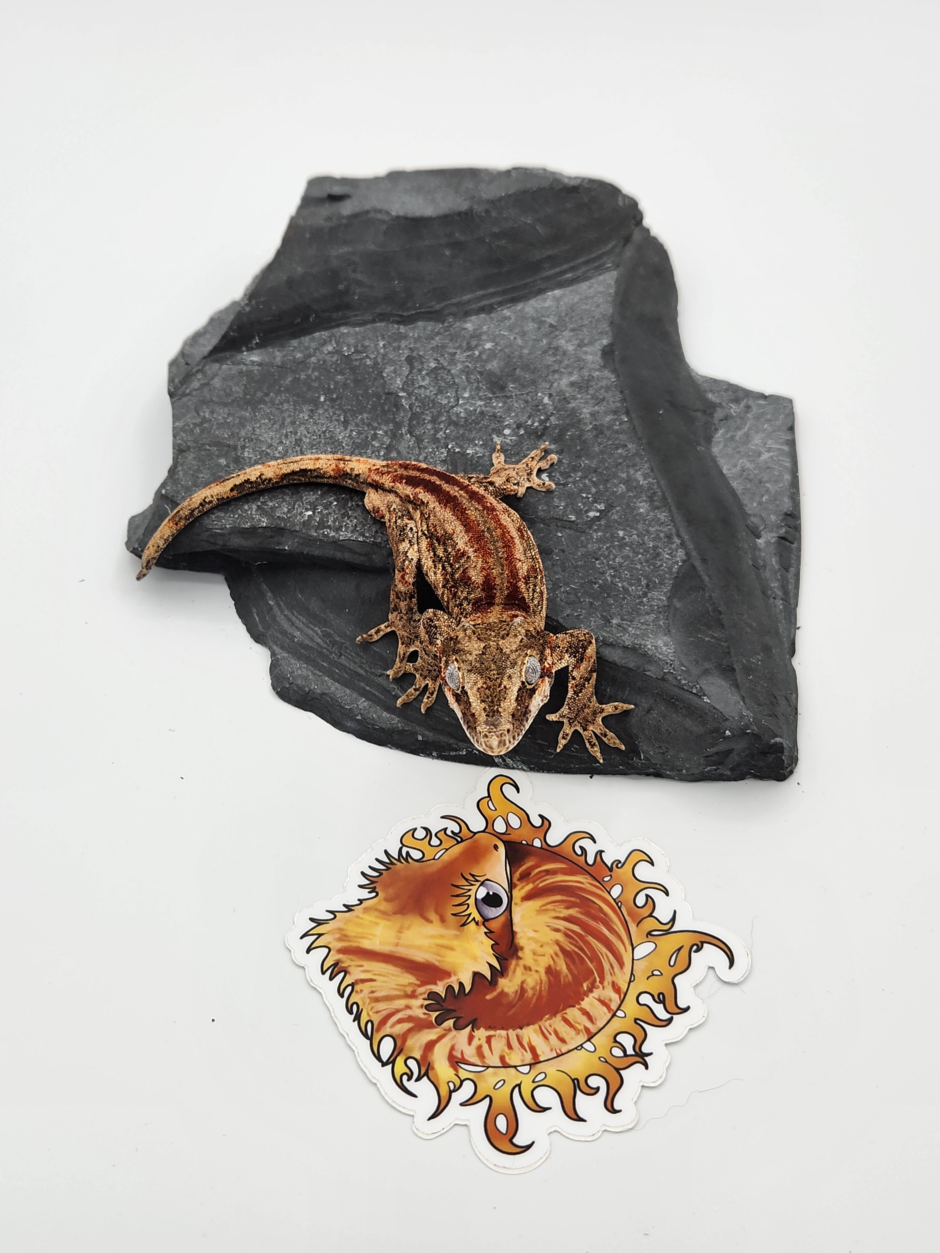 Gargoyle Gecko - Male (Dale x Ashley 5) – Nova Reptiles
