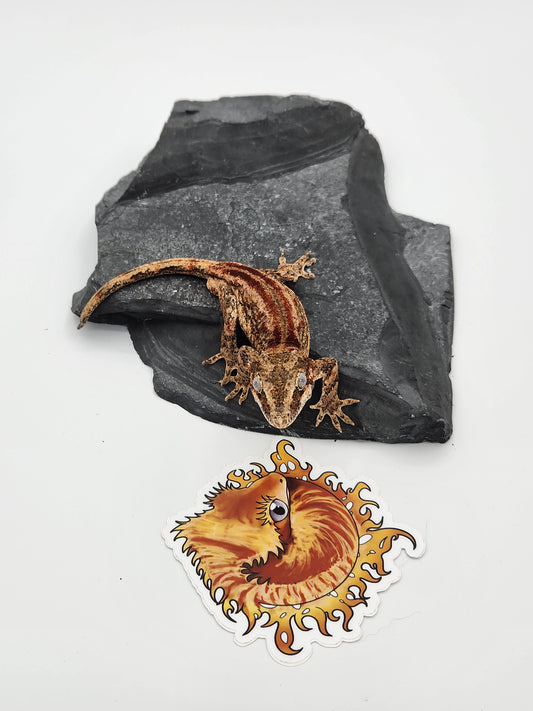 Gargoyle Gecko - Male (Dale x Ashley 5)