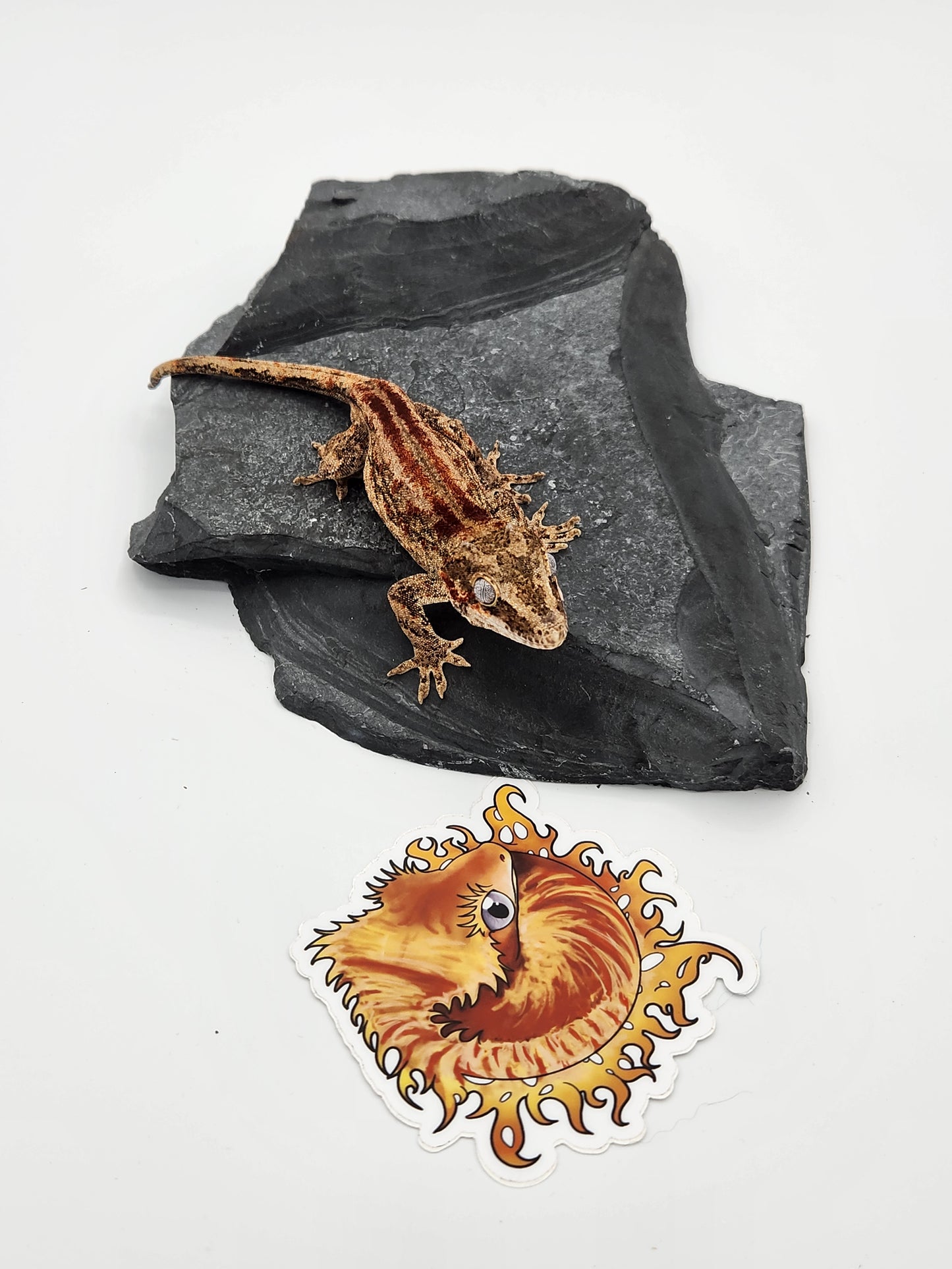 Gargoyle Gecko - Male (Dale x Ashley 5)