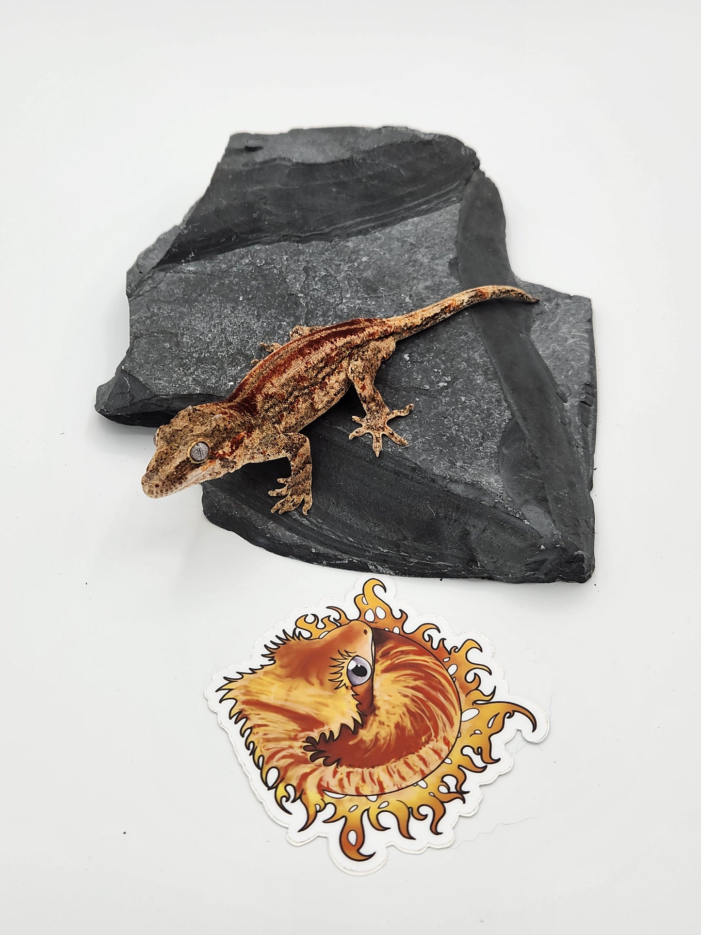 Gargoyle Gecko - Male (Dale x Ashley 5)