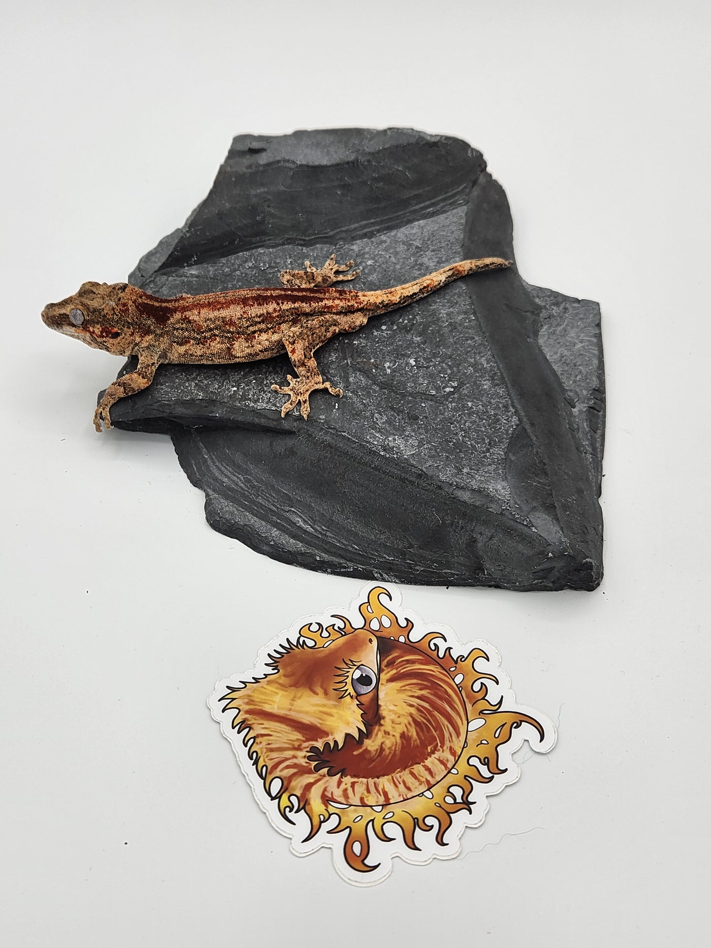 Gargoyle Gecko - Male (Dale x Ashley 5)