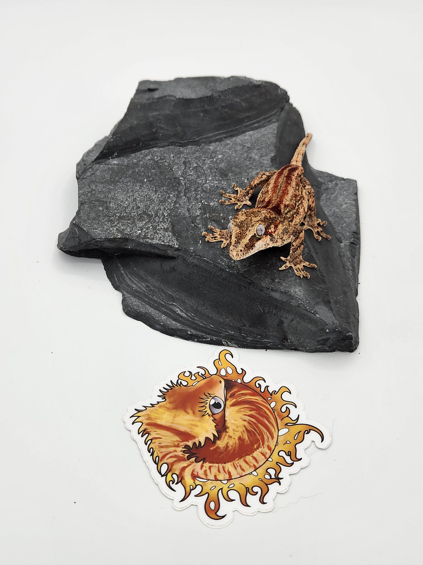 Gargoyle Gecko - Male (Dale x Ashley 5)