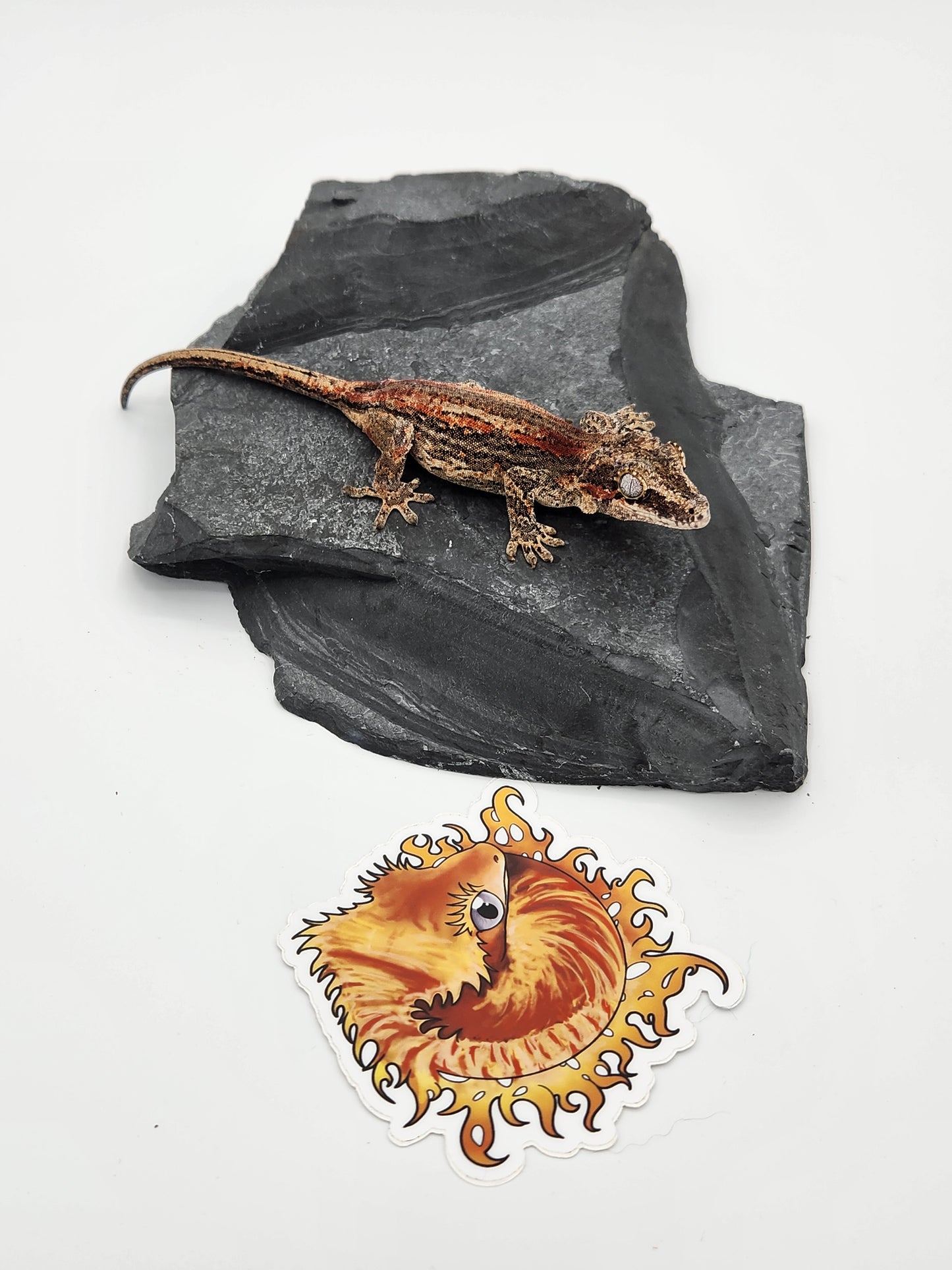 Gargoyle Gecko - SOLD - Female (Dale Ashley 8)