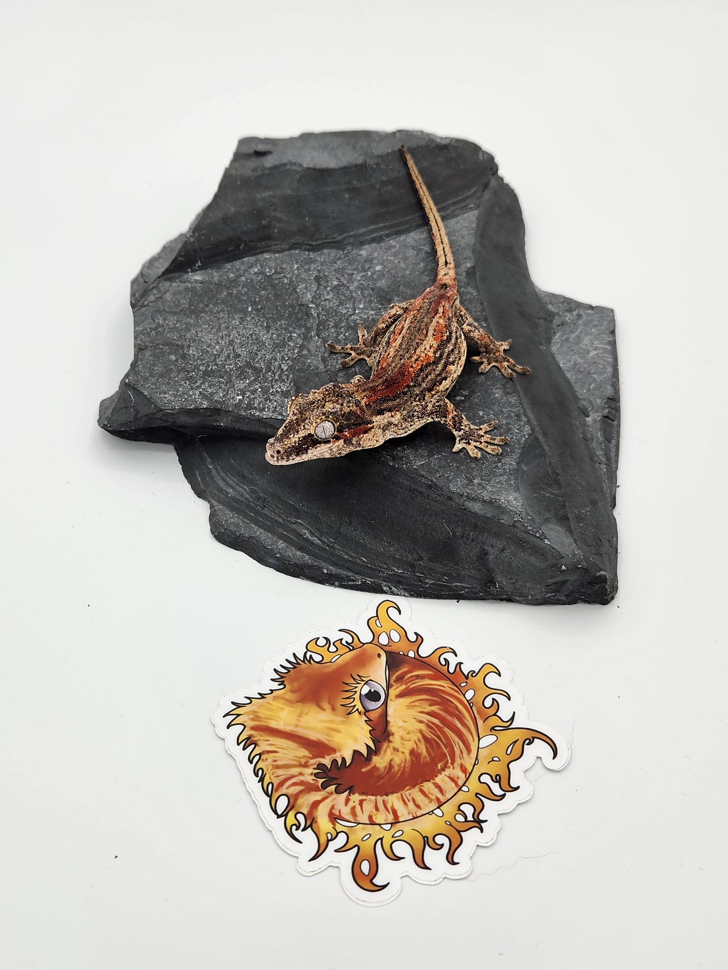 Gargoyle Gecko - SOLD - Female (Dale Ashley 8)