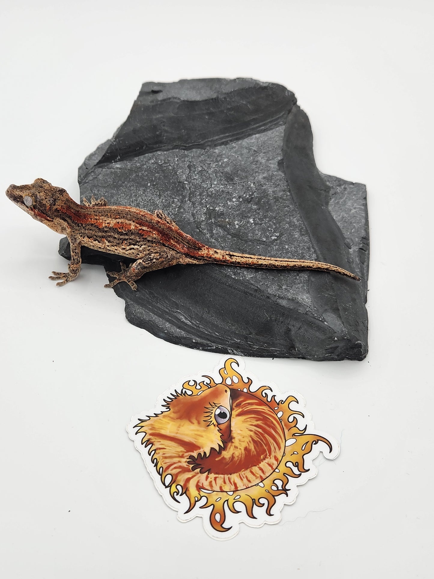 Gargoyle Gecko - SOLD - Female (Dale Ashley 8)