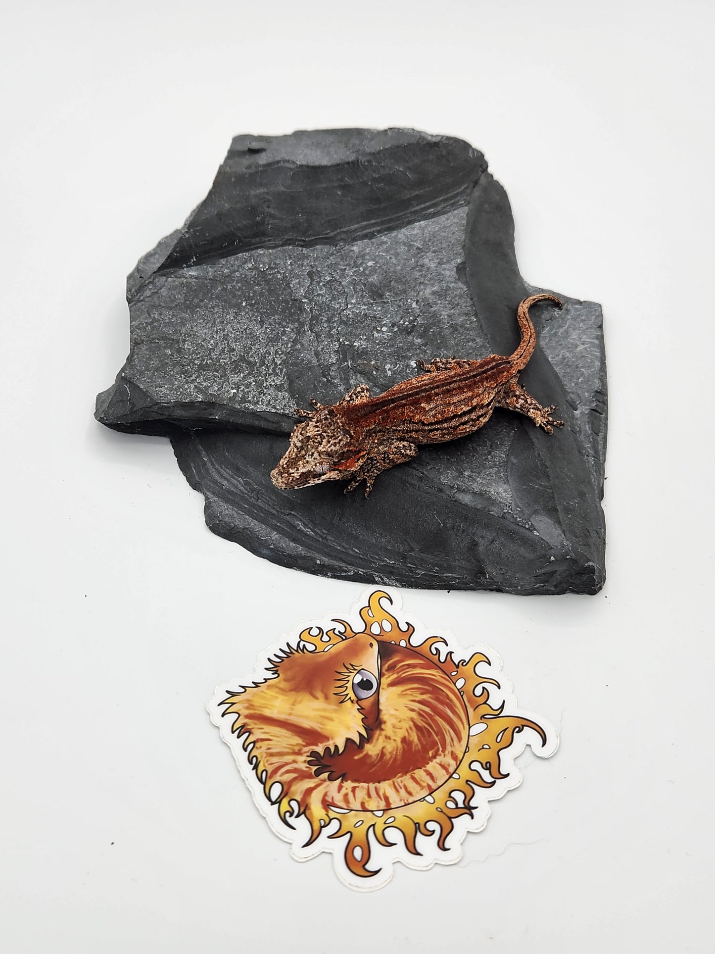 Gargoyle Gecko - SOLD - Female DOB 2-16-23 (Kurt x Poke)