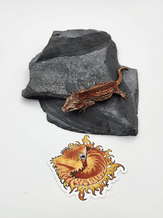 Gargoyle Gecko - SOLD - Female DOB 2-16-23 (Kurt x Poke)