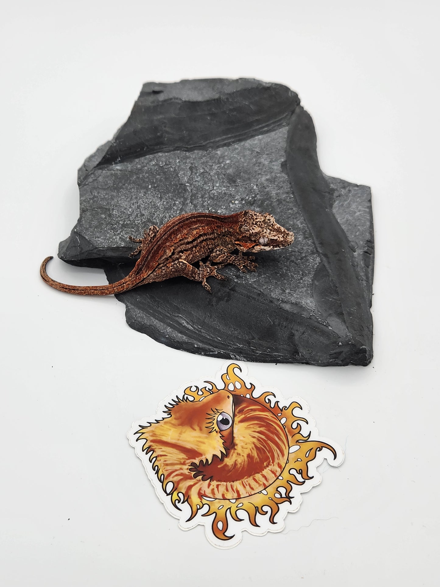 Gargoyle Gecko - SOLD - Female DOB 2-16-23 (Kurt x Poke)