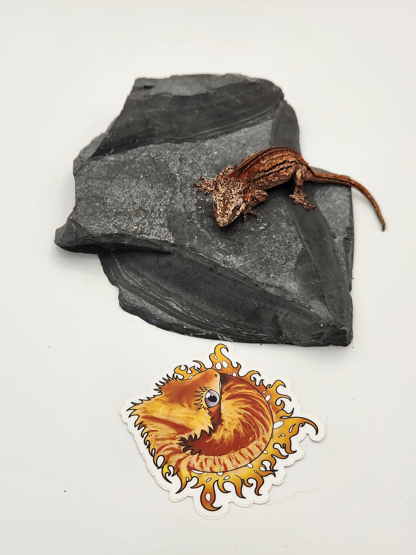 Gargoyle Gecko - SOLD - Female DOB 2-16-23 (Kurt x Poke)