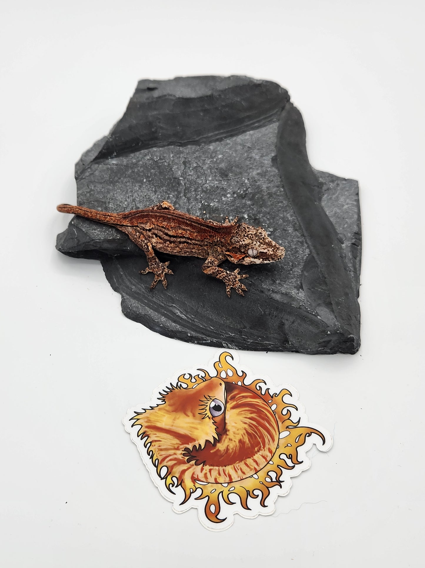 Gargoyle Gecko - SOLD - Female DOB 2-16-23 (Kurt x Poke)