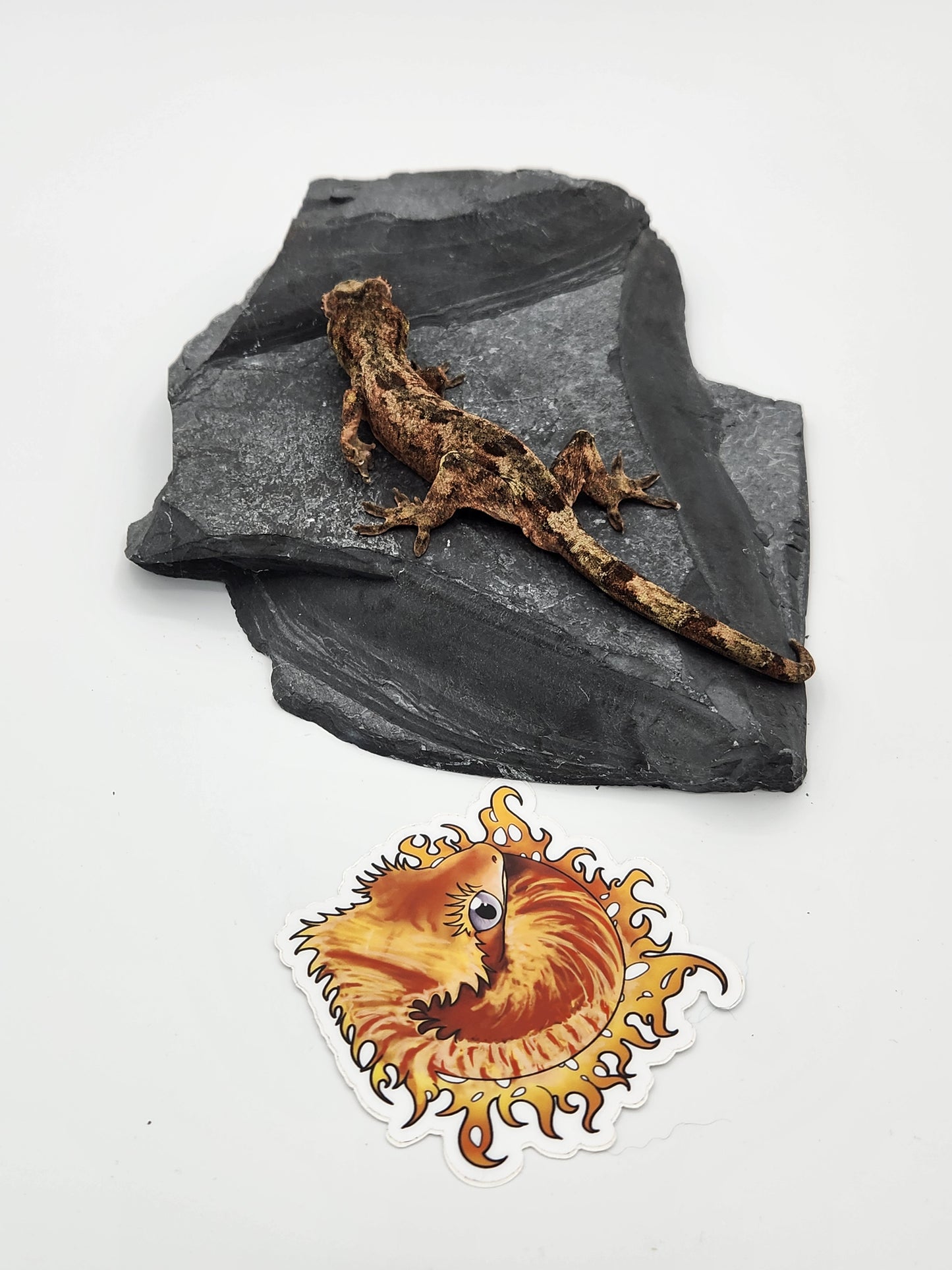 Chahoua Gecko - Male PI DOB 12-08-22 (Idaho x Ackie)