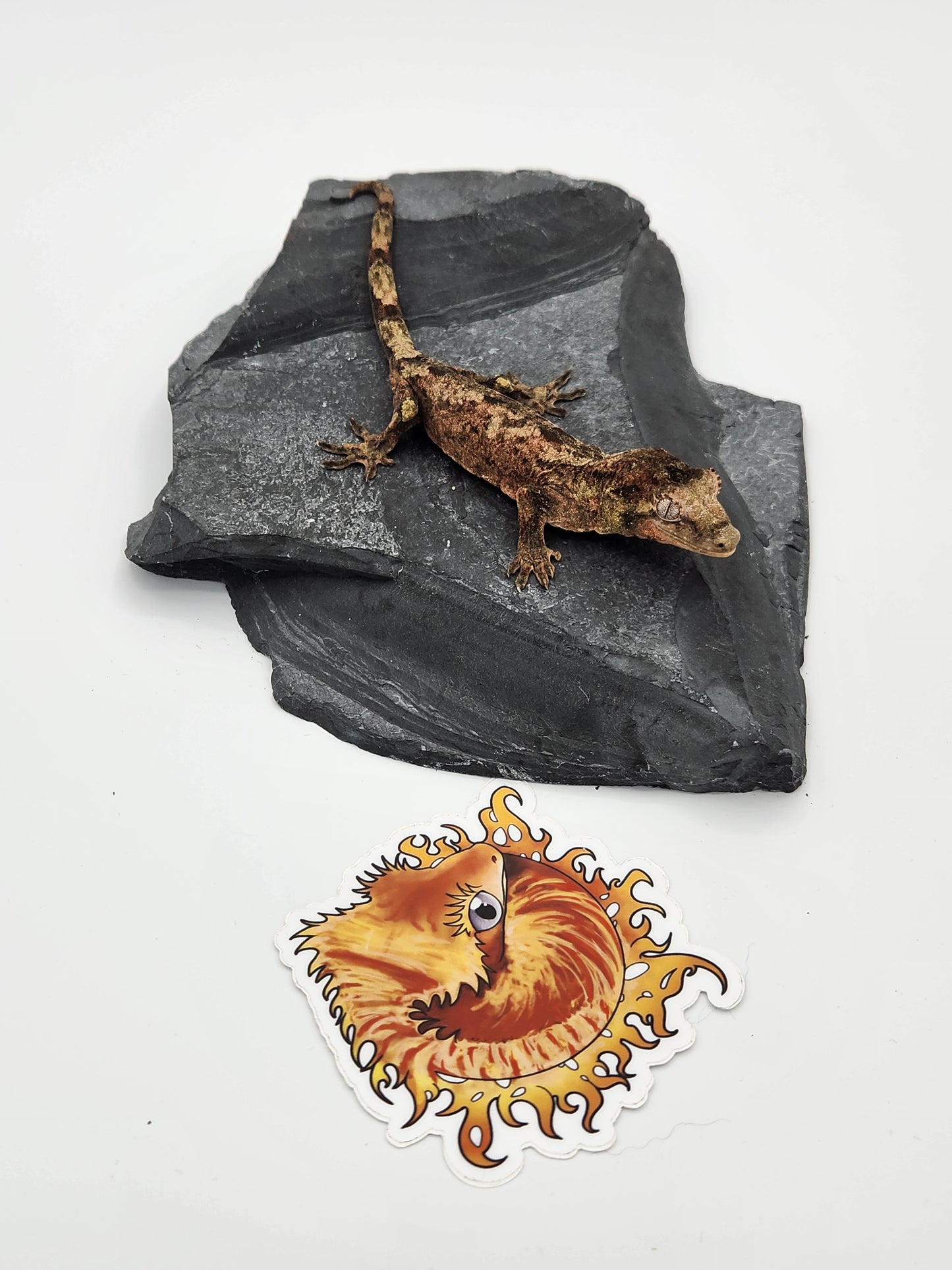 Chahoua Gecko - Male PI DOB 12-08-22 (Idaho x Ackie)