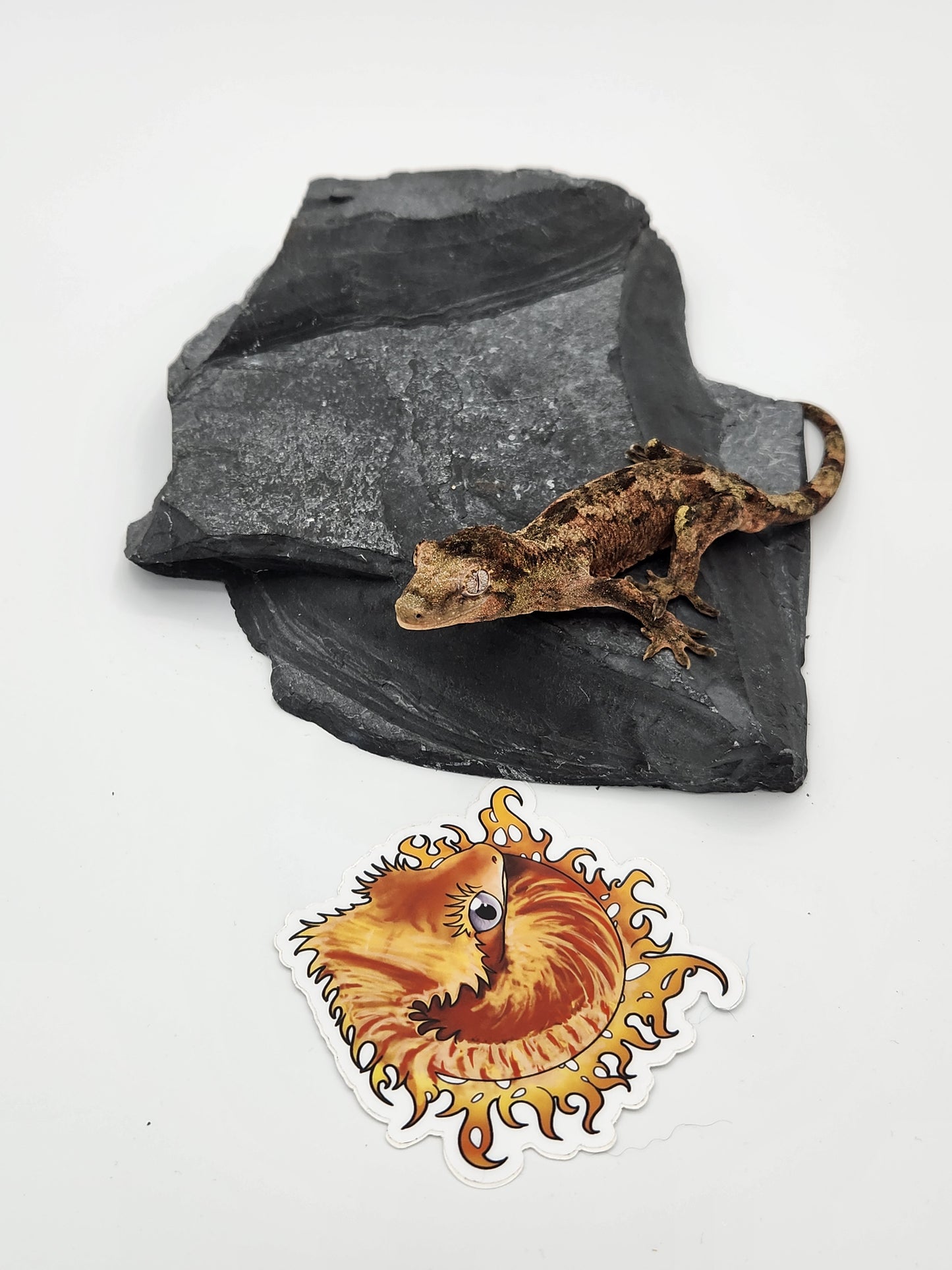 Chahoua Gecko - Male PI DOB 12-08-22 (Idaho x Ackie)