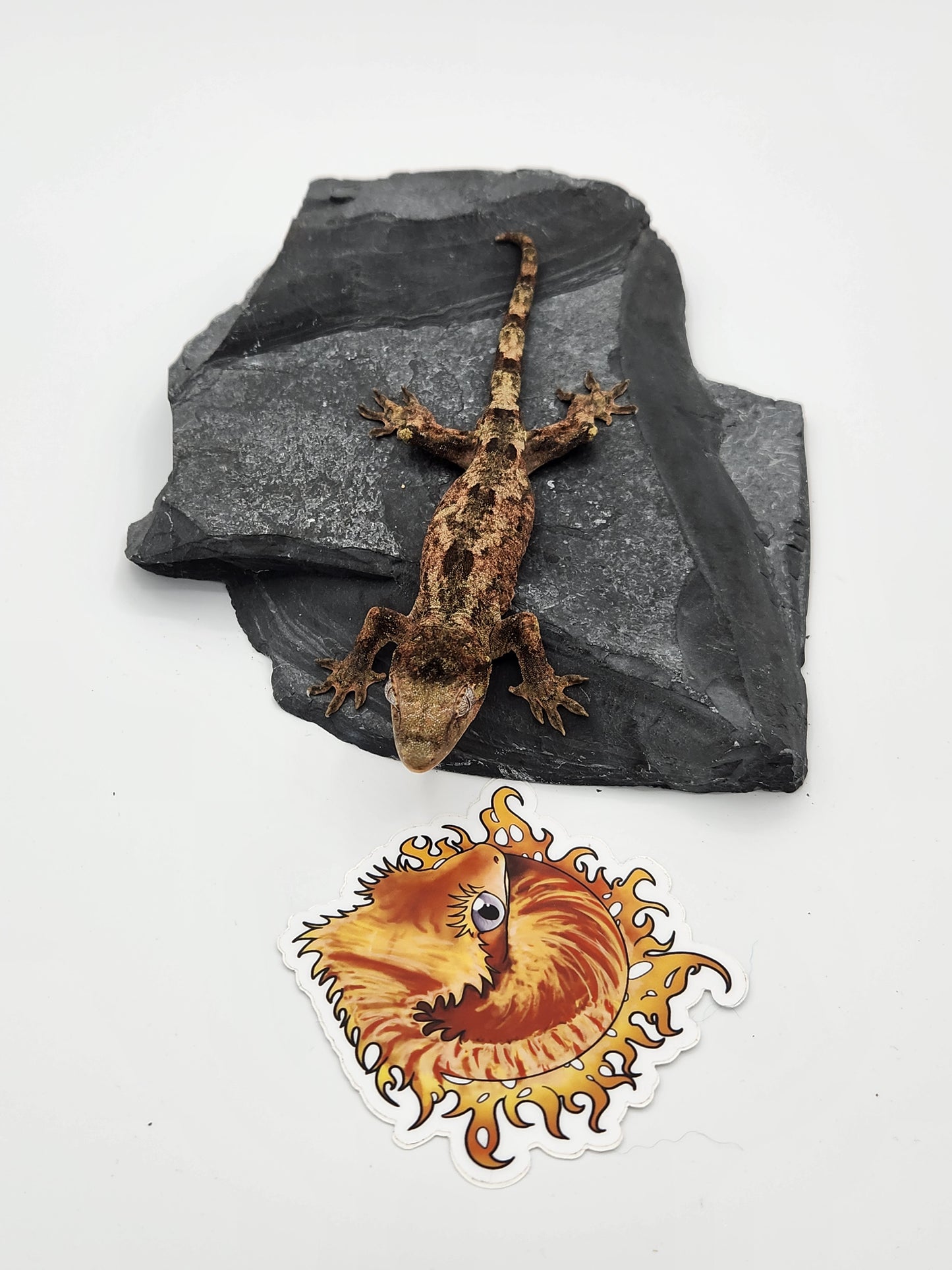Chahoua Gecko - Male PI DOB 12-08-22 (Idaho x Ackie)