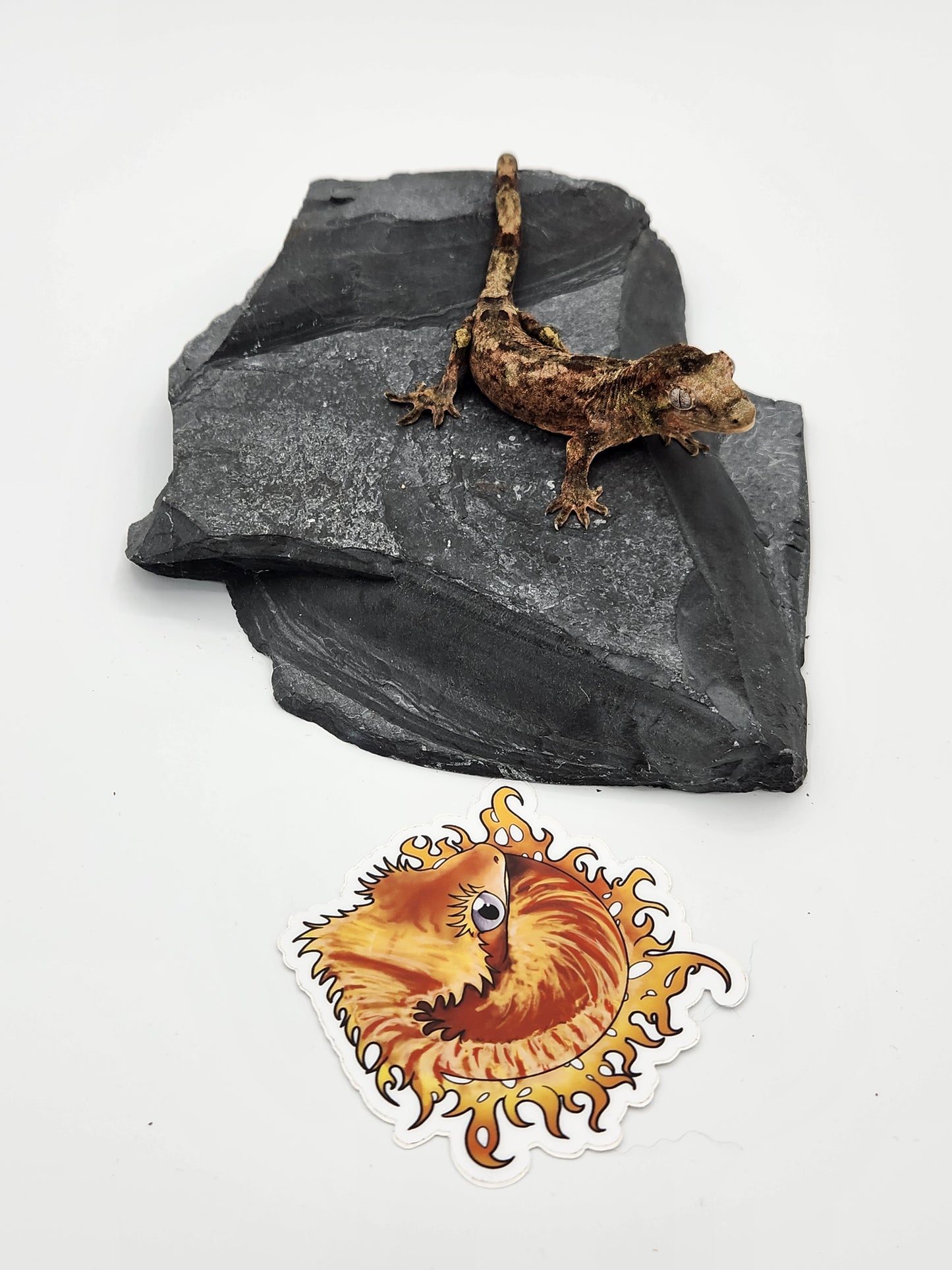 Chahoua Gecko - Male PI DOB 12-08-22 (Idaho x Ackie)