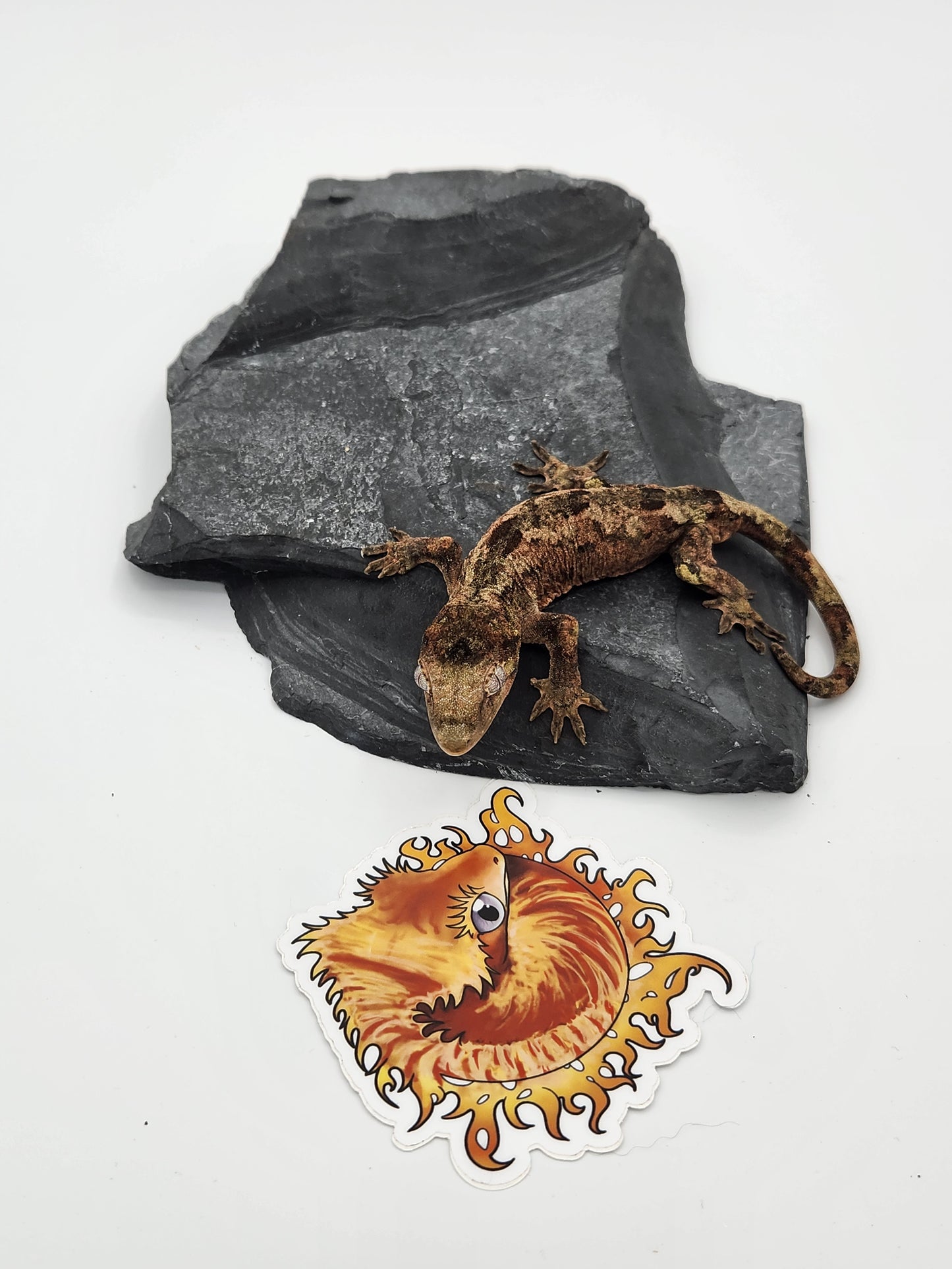 Chahoua Gecko - Male PI DOB 12-08-22 (Idaho x Ackie)