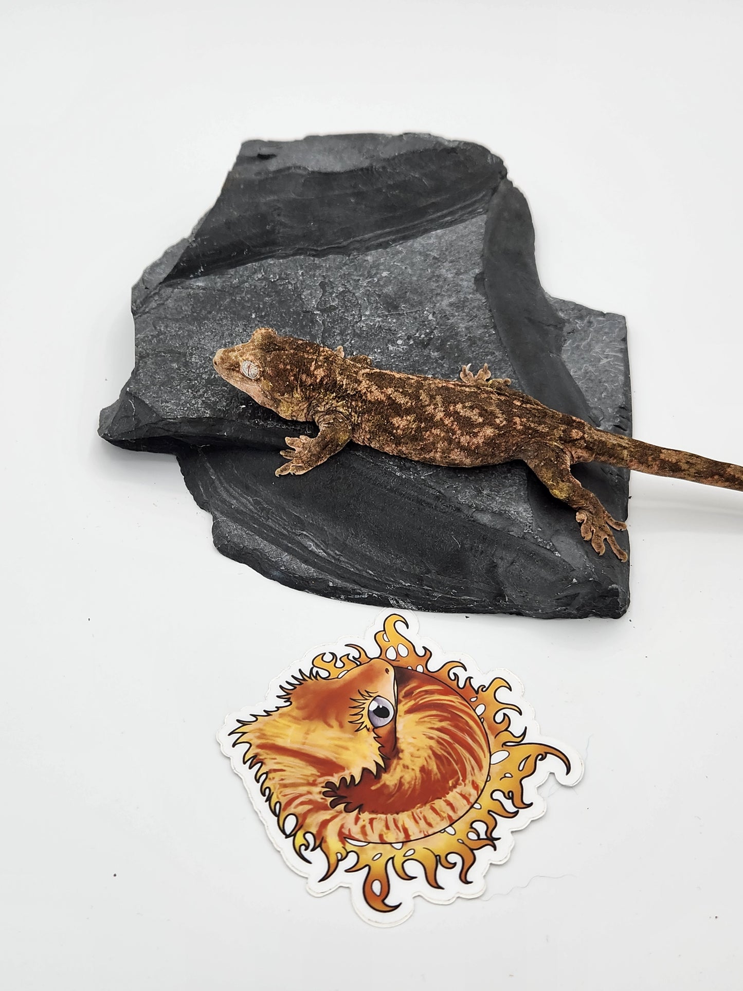 Chahoua Gecko - PI Female DOB 10-13-22 (Kermit x Sophia)