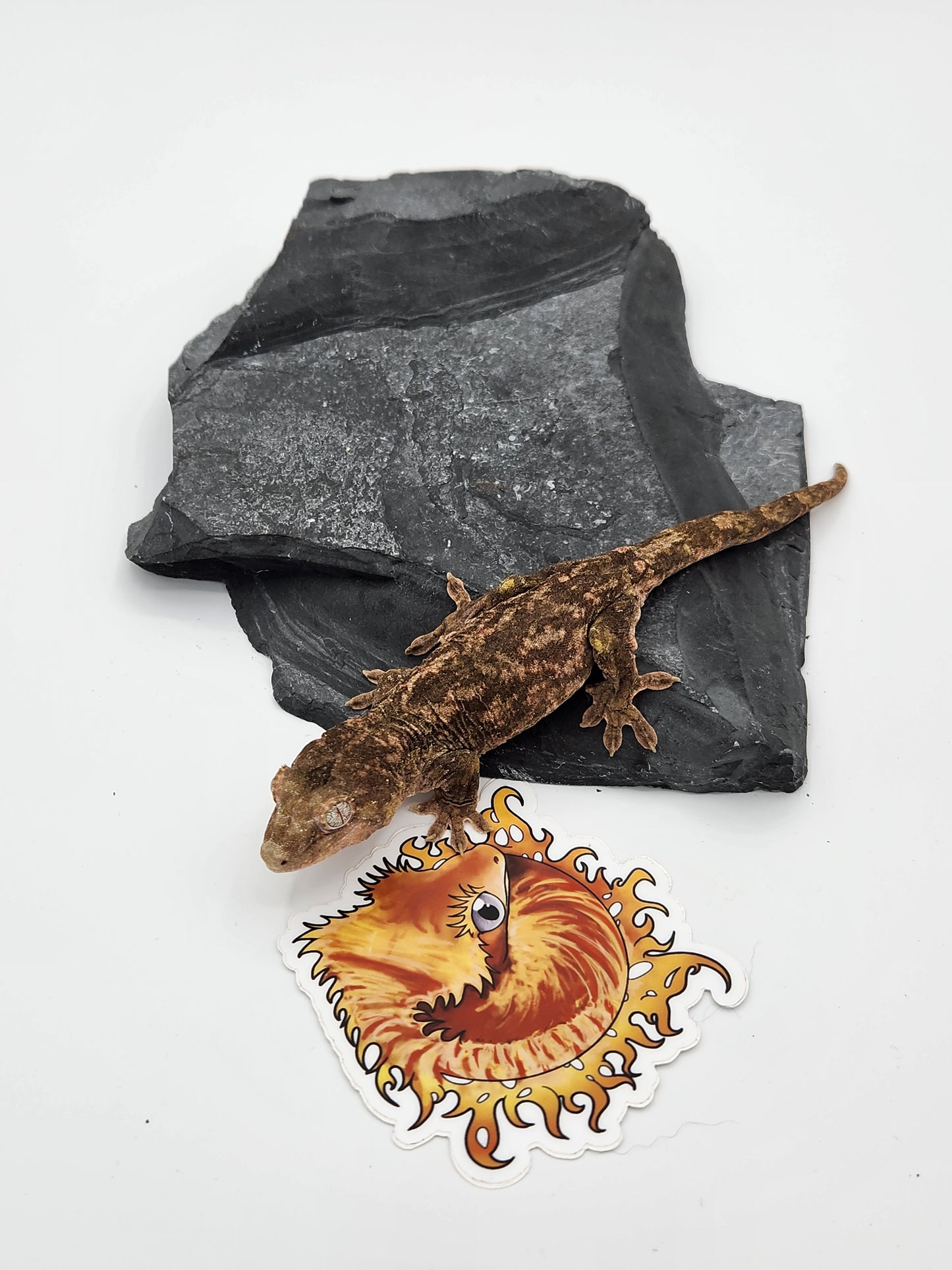 Chahoua Gecko - PI Female DOB 10-13-22 (Kermit x Sophia)