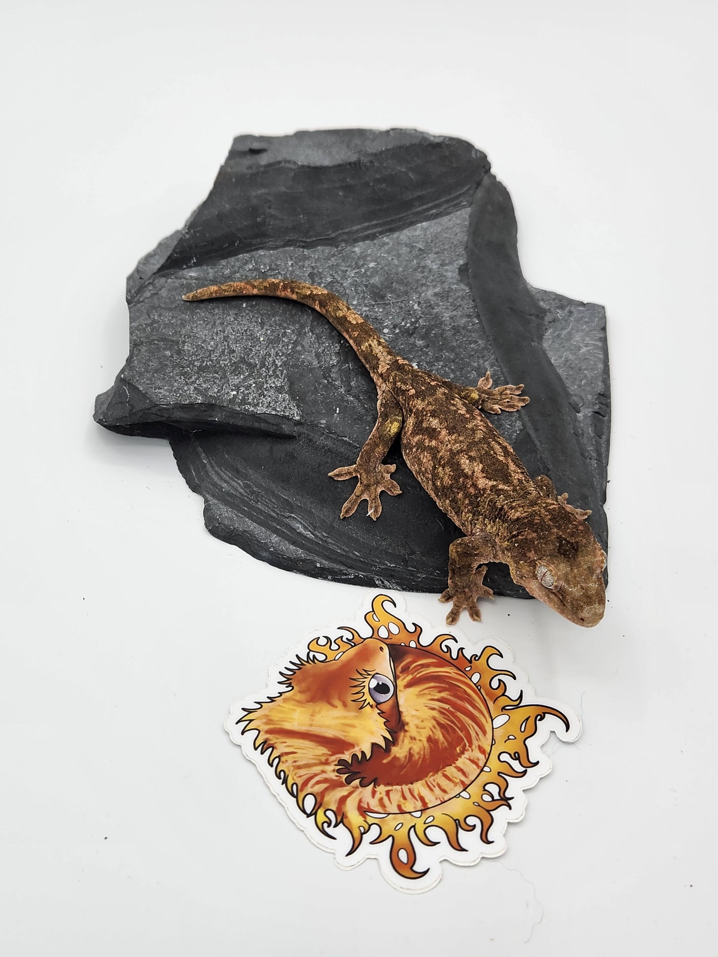 Chahoua Gecko - PI Female DOB 10-13-22 (Kermit x Sophia)