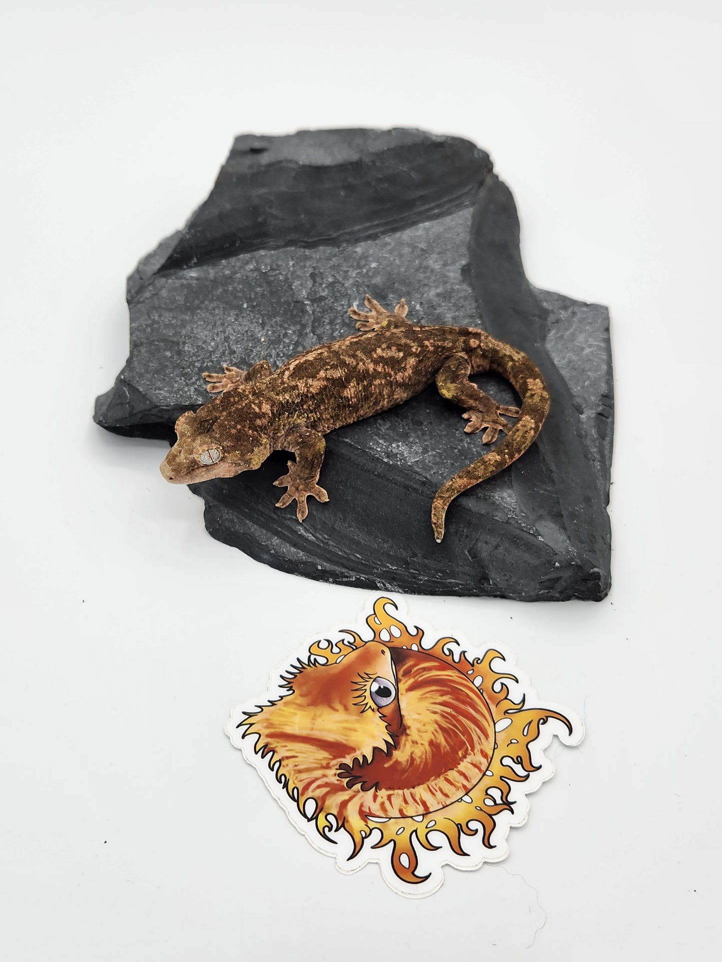 Chahoua Gecko - PI Female DOB 10-13-22 (Kermit x Sophia)