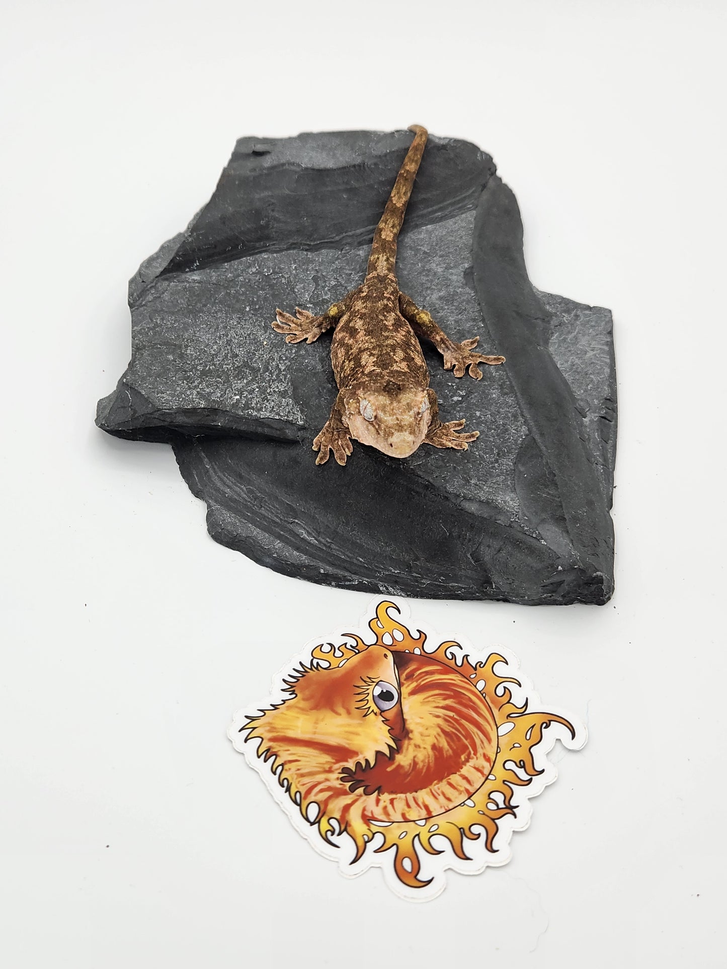 Chahoua Gecko - PI Female DOB 10-13-22 (Kermit x Sophia)