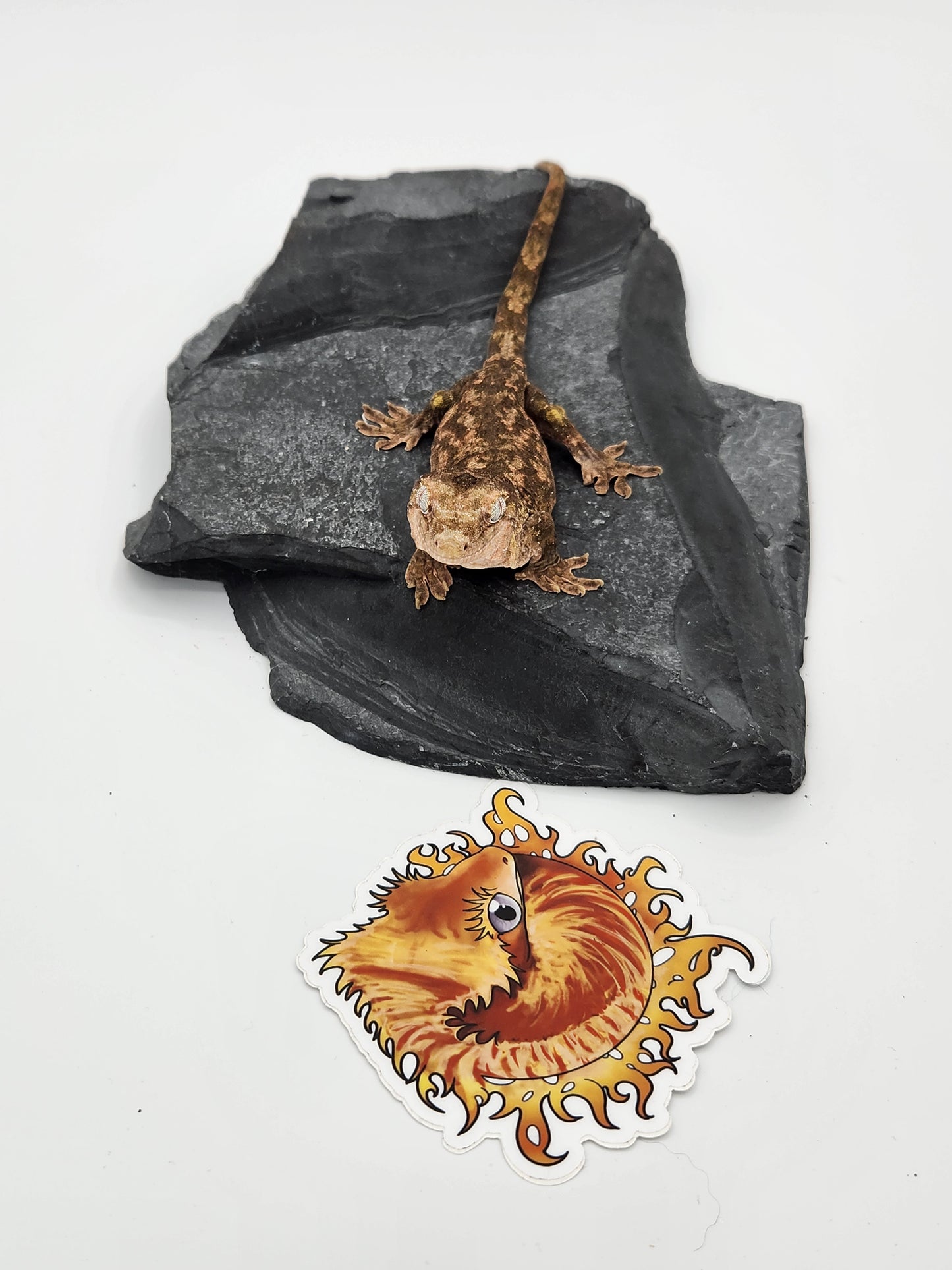 Chahoua Gecko - PI Female DOB 10-13-22 (Kermit x Sophia)