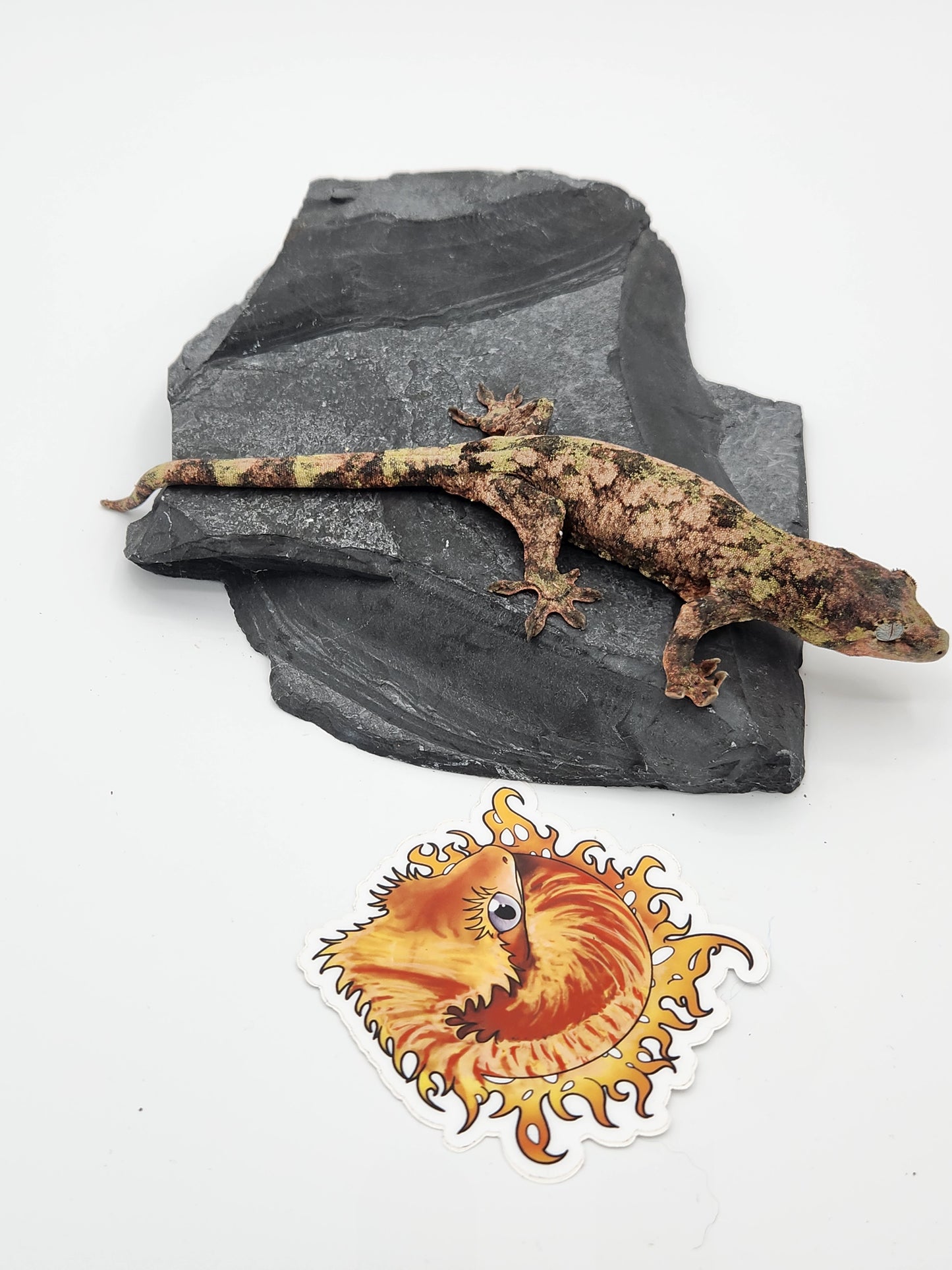 Chahoua Gecko - SOLD - Female PI DOB 12-22-22 (Jor-El x Buttercup)