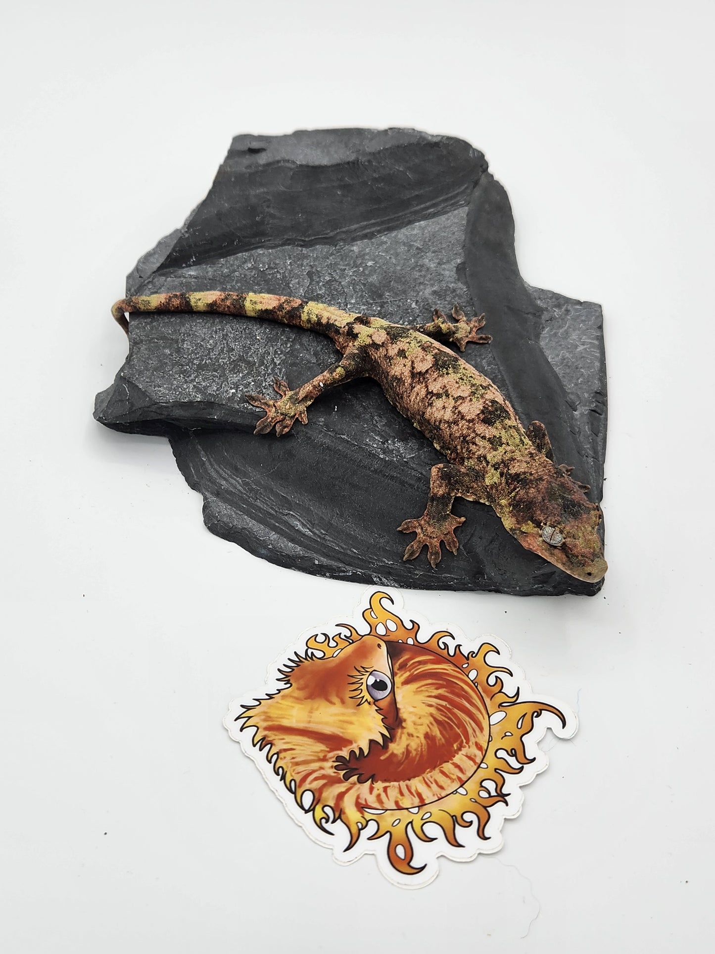 Chahoua Gecko - SOLD - Female PI DOB 12-22-22 (Jor-El x Buttercup)