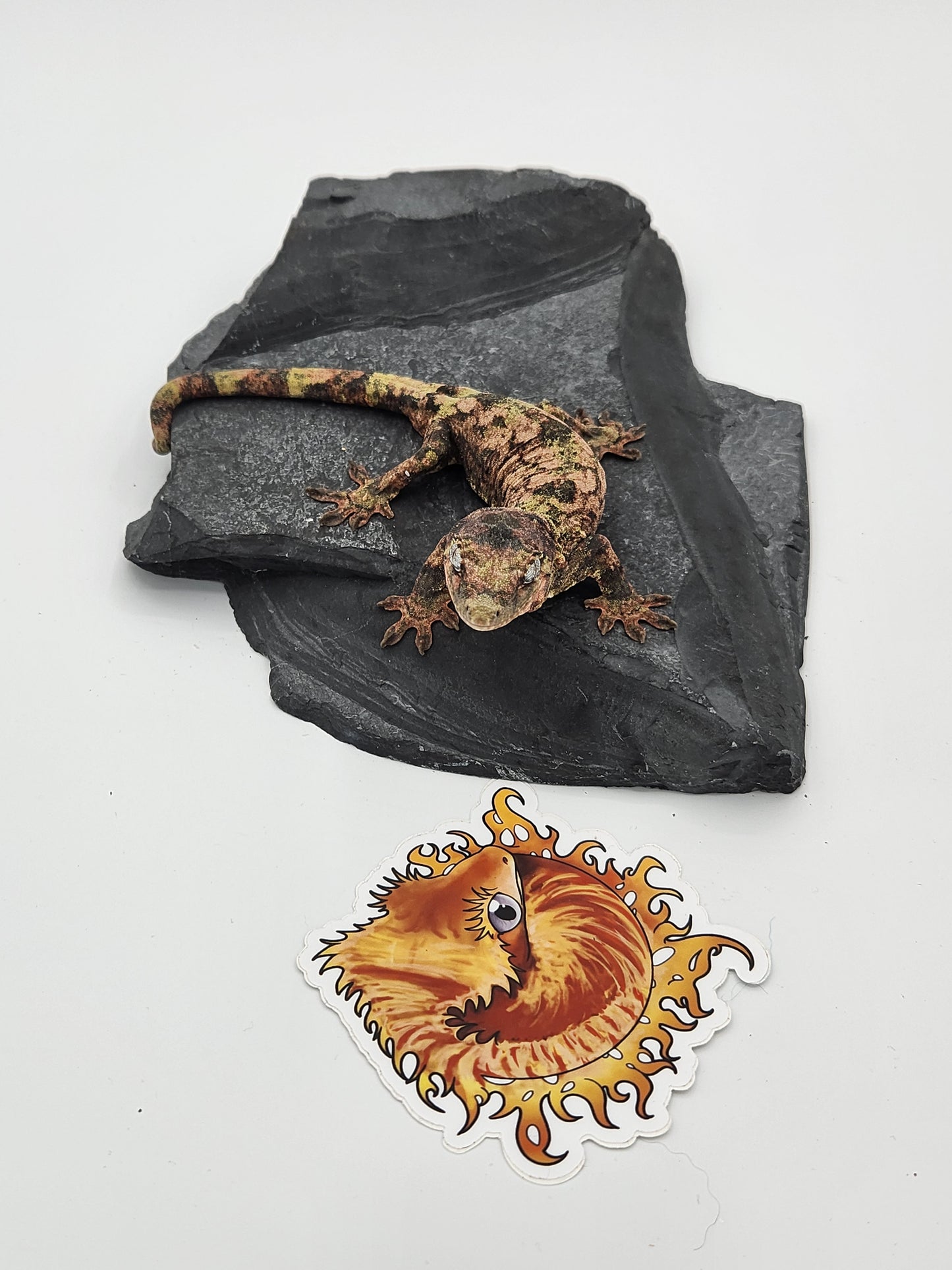 Chahoua Gecko - SOLD - Female PI DOB 12-22-22 (Jor-El x Buttercup)