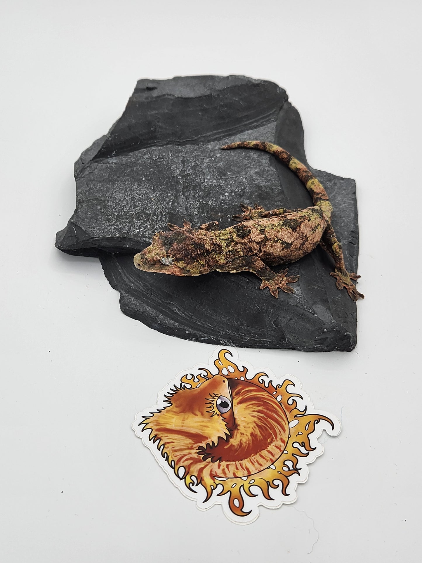 Chahoua Gecko - SOLD - Female PI DOB 12-22-22 (Jor-El x Buttercup)