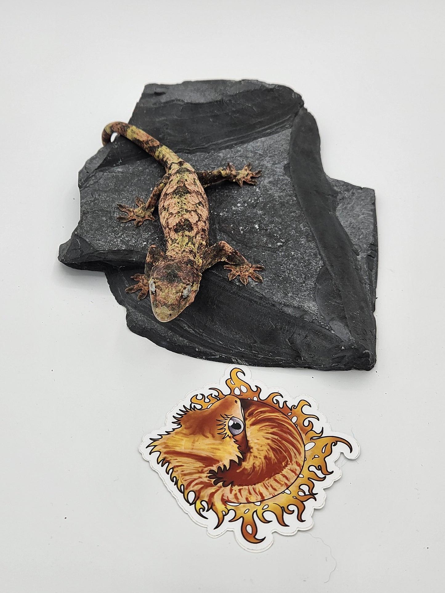 Chahoua Gecko - SOLD - Female PI DOB 12-22-22 (Jor-El x Buttercup)