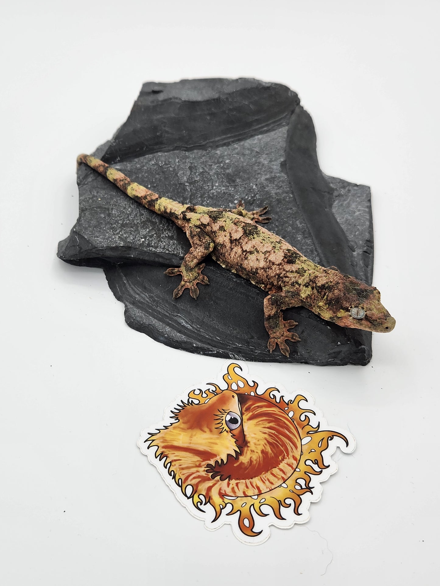 Chahoua Gecko - SOLD - Female PI DOB 12-22-22 (Jor-El x Buttercup)