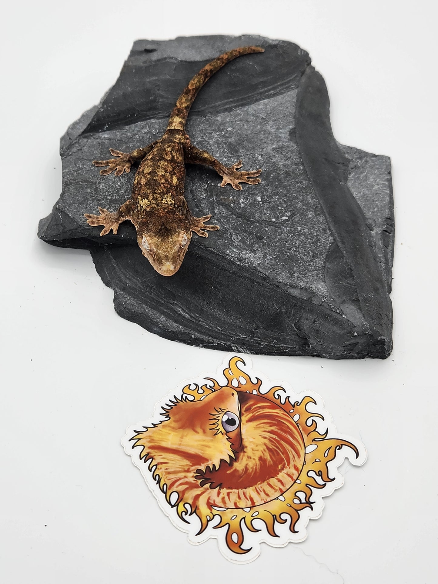 Chahoua Gecko - Male PI DOB 12-01-22 Eddie Lizzard (Sophia x Kermit)