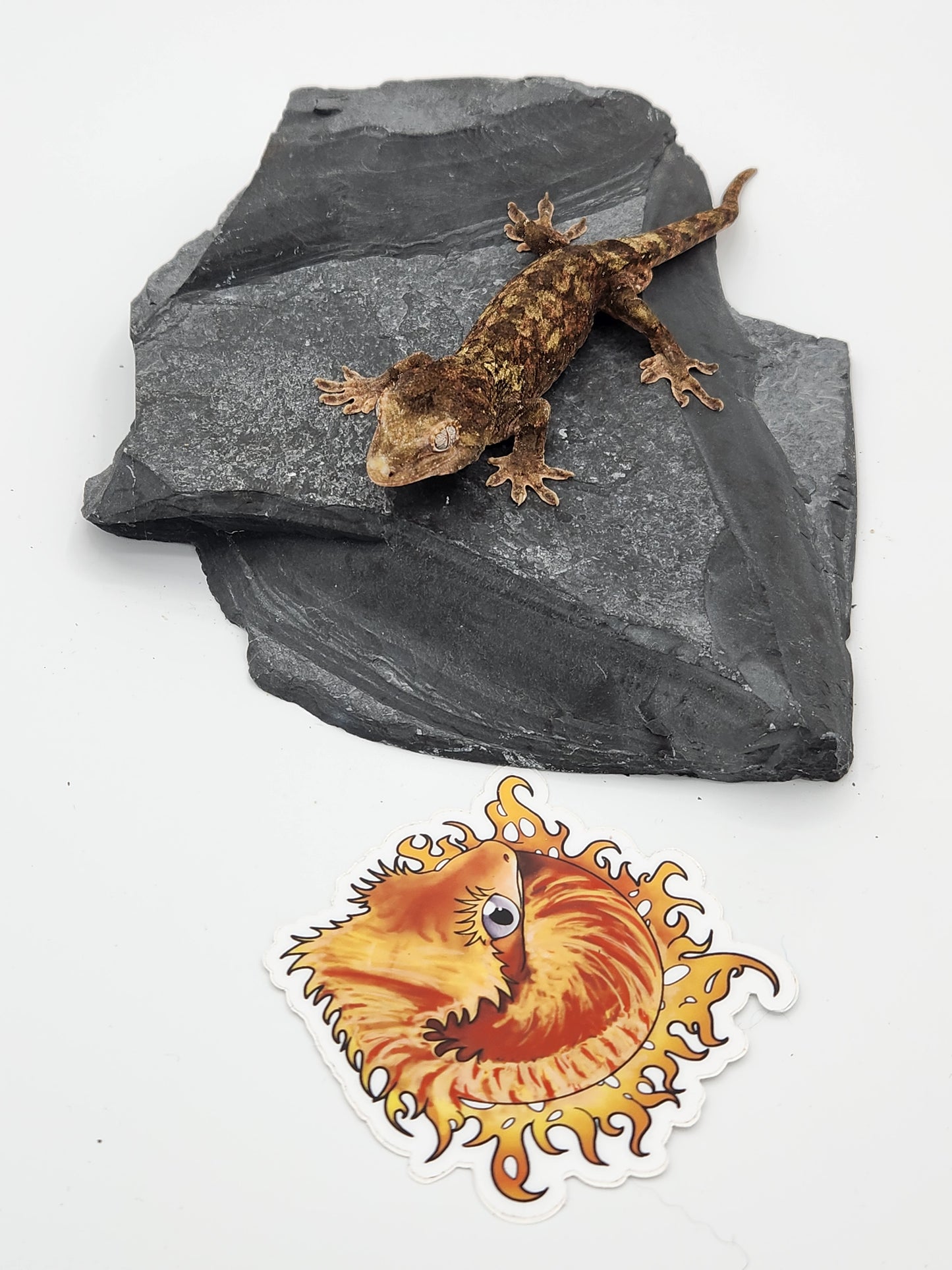 Chahoua Gecko - Male PI DOB 12-01-22 Eddie Lizzard (Sophia x Kermit)