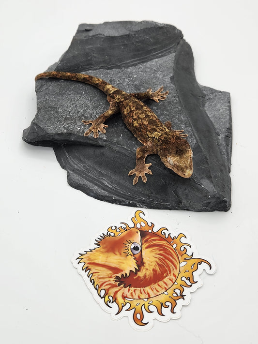 Chahoua Gecko - Male PI DOB 12-01-22 Eddie Lizzard (Sophia x Kermit)