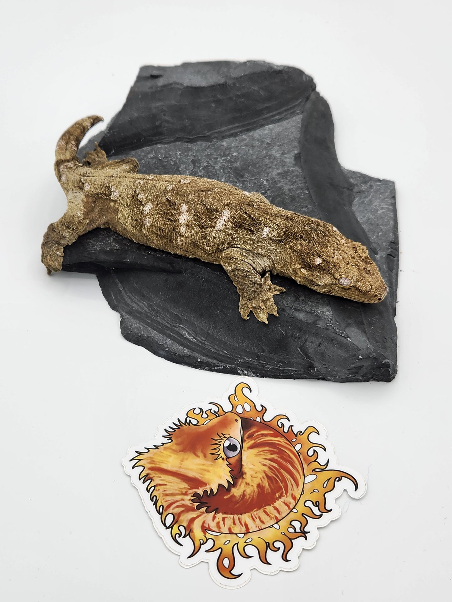 Leachie Gecko - SOLD - Nu Ami - Female DOB 10-29-2022