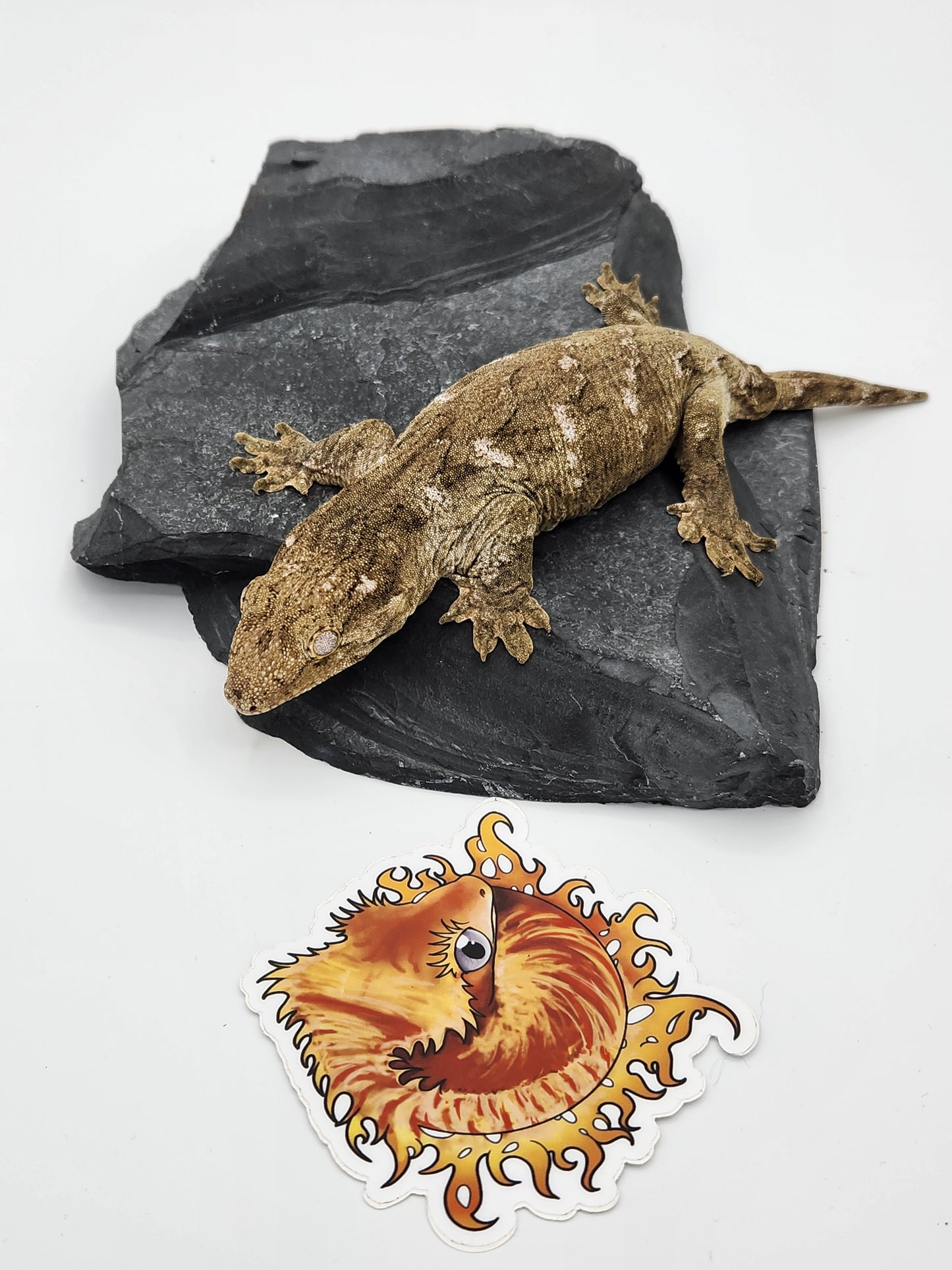 Leachie Gecko - SOLD - Nu Ami - Female DOB 10-29-2022