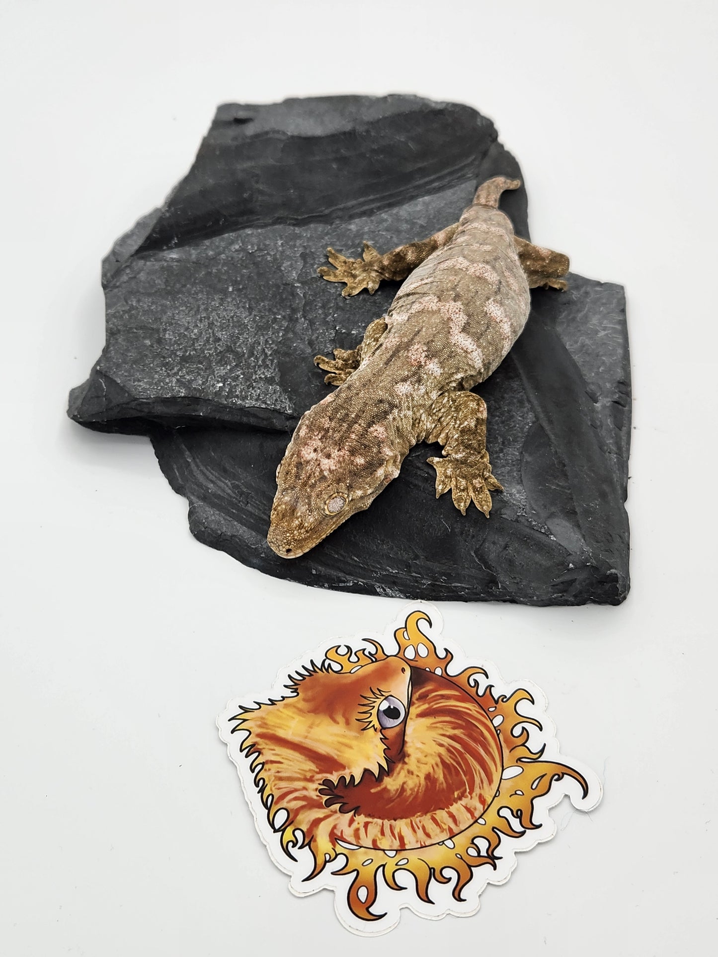 Leachie Gecko - SOLD - Nu Ami Female DOB 10-31-2022