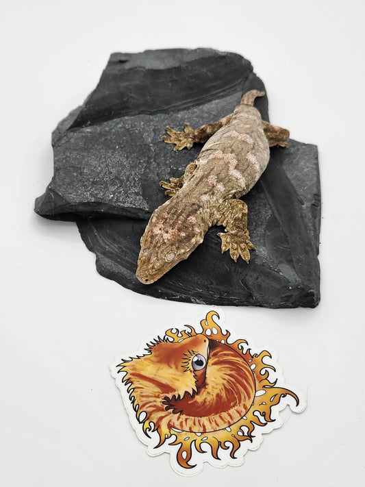 Leachie Gecko - SOLD - Nu Ami Female DOB 10-31-2022