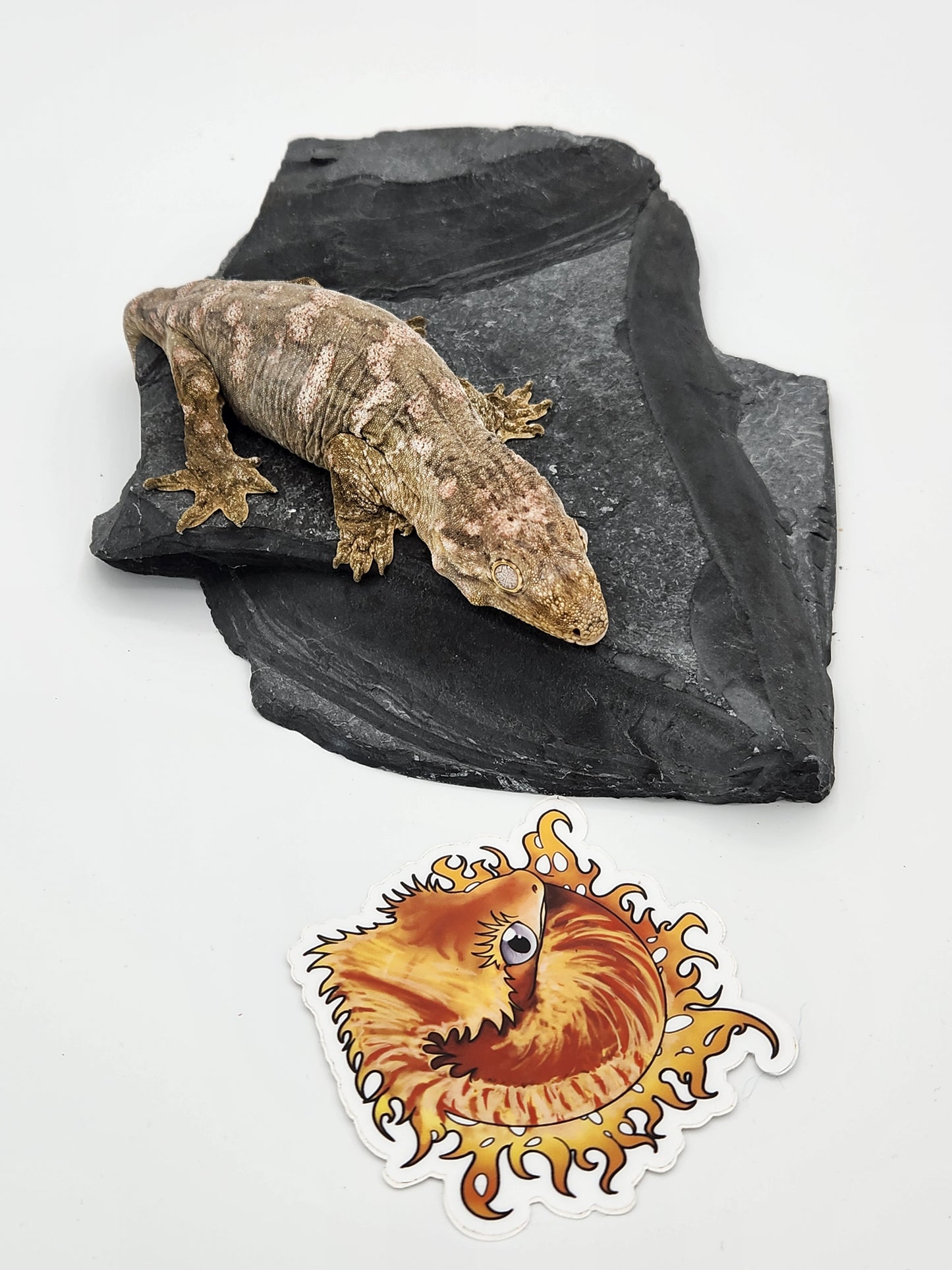 Leachie Gecko - SOLD - Nu Ami Female DOB 10-31-2022